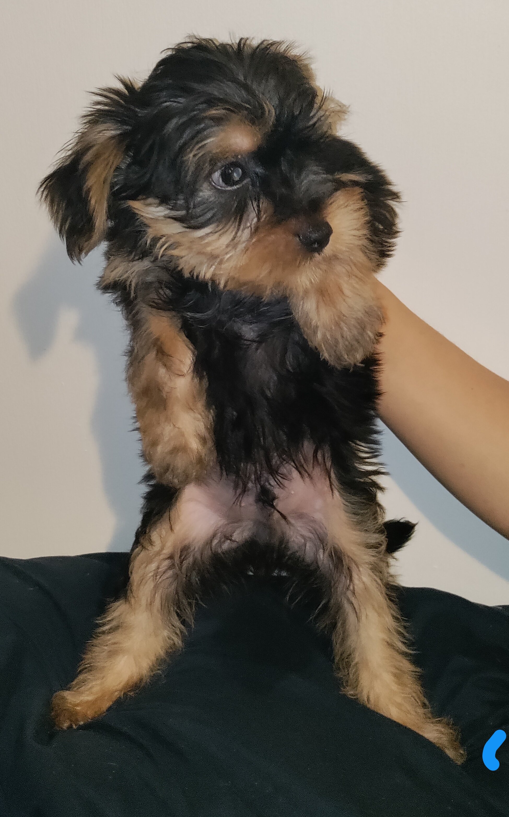 Yorkshire terrier puppy male image 2