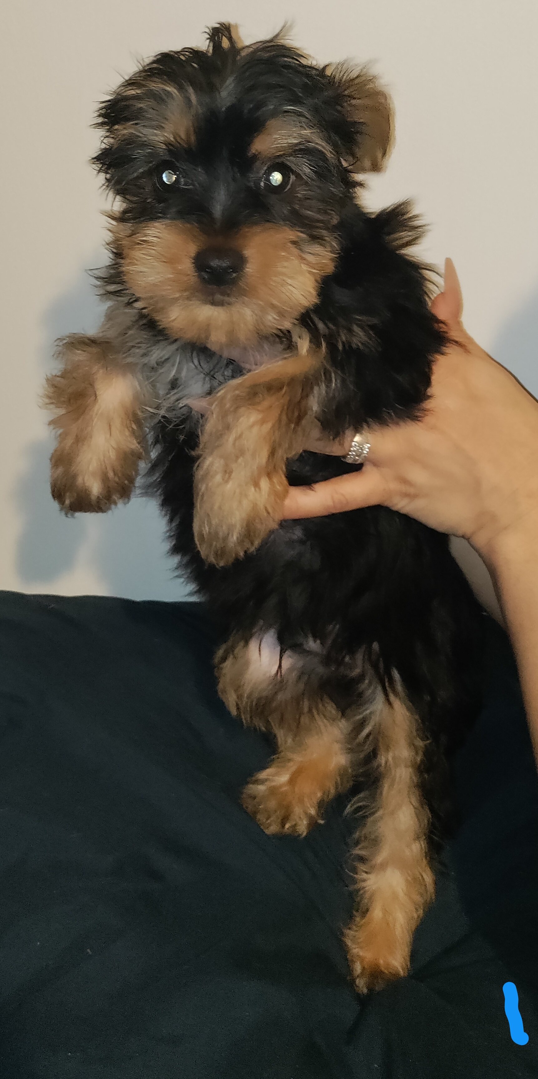 Yorkshire terrier puppy male image 1