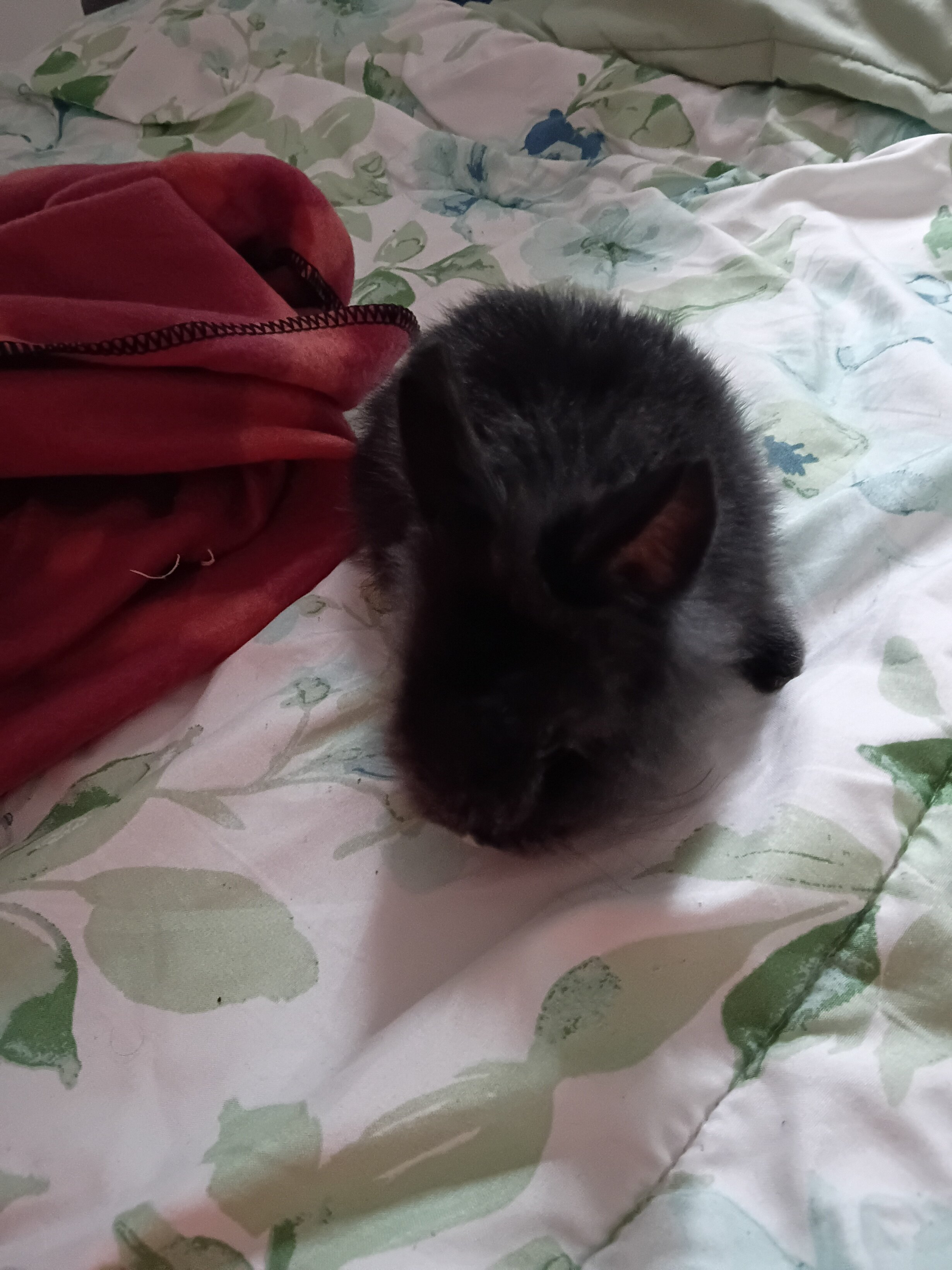 Black Male dwarf bunny image 1