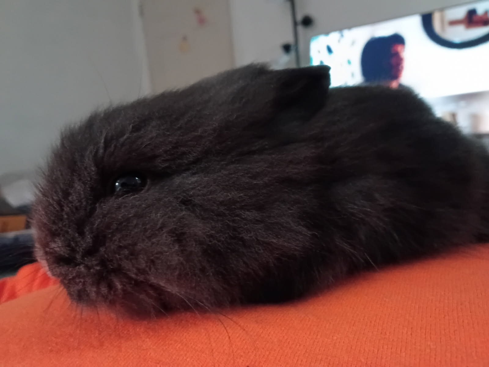 Black Male dwarf bunny image 2