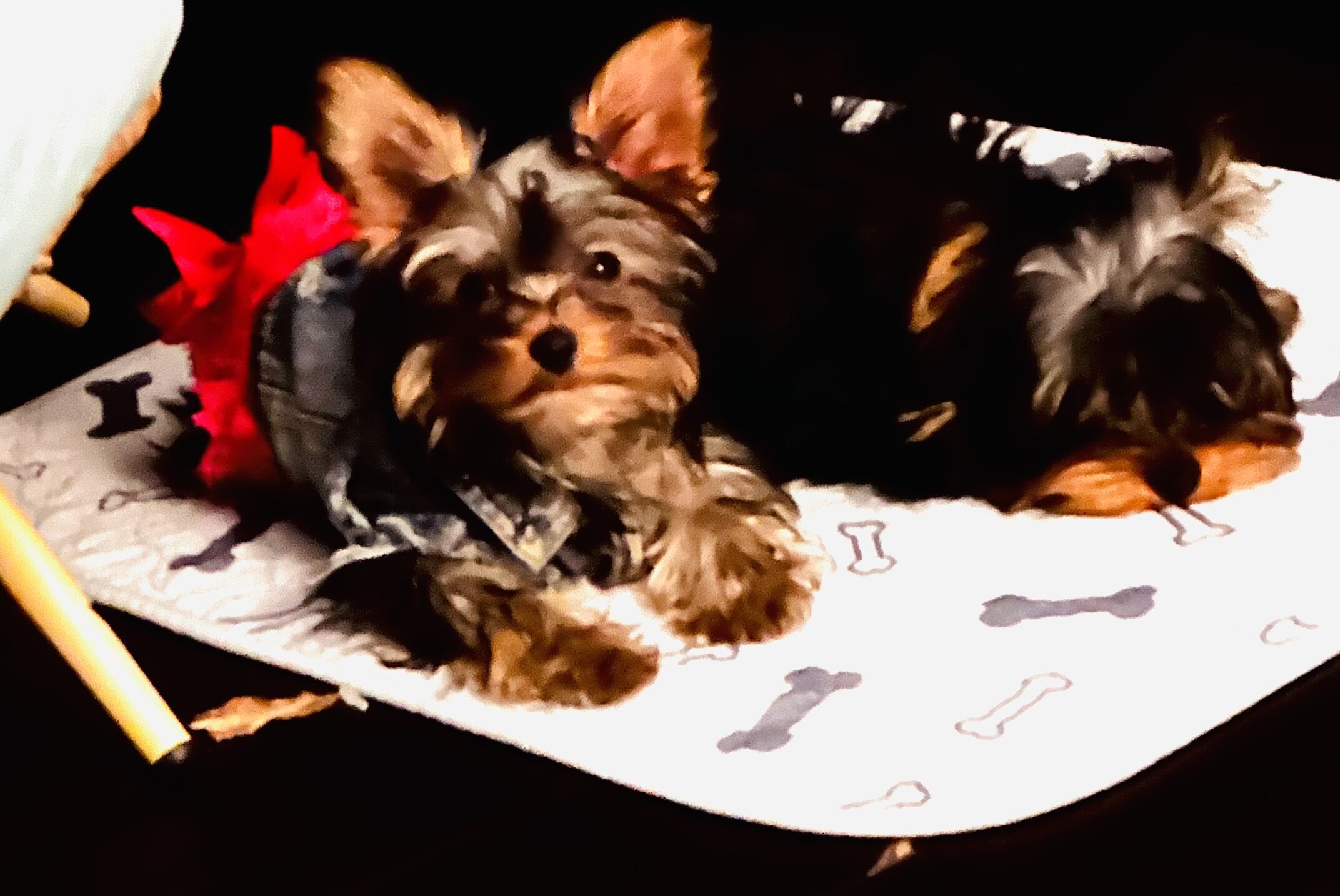Yorkies image 7