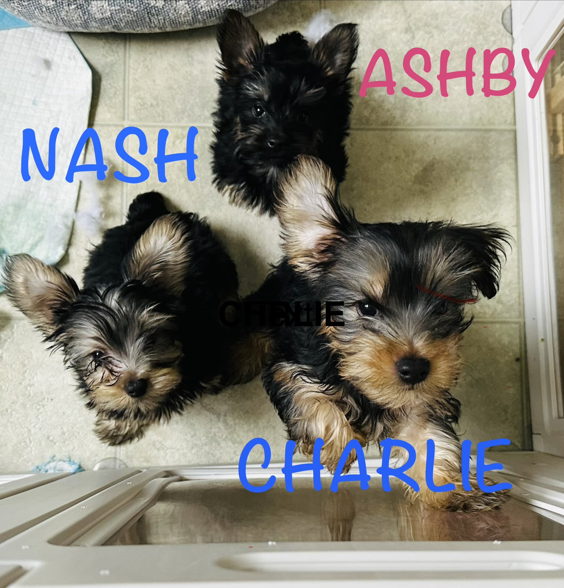 Yorkies image 4