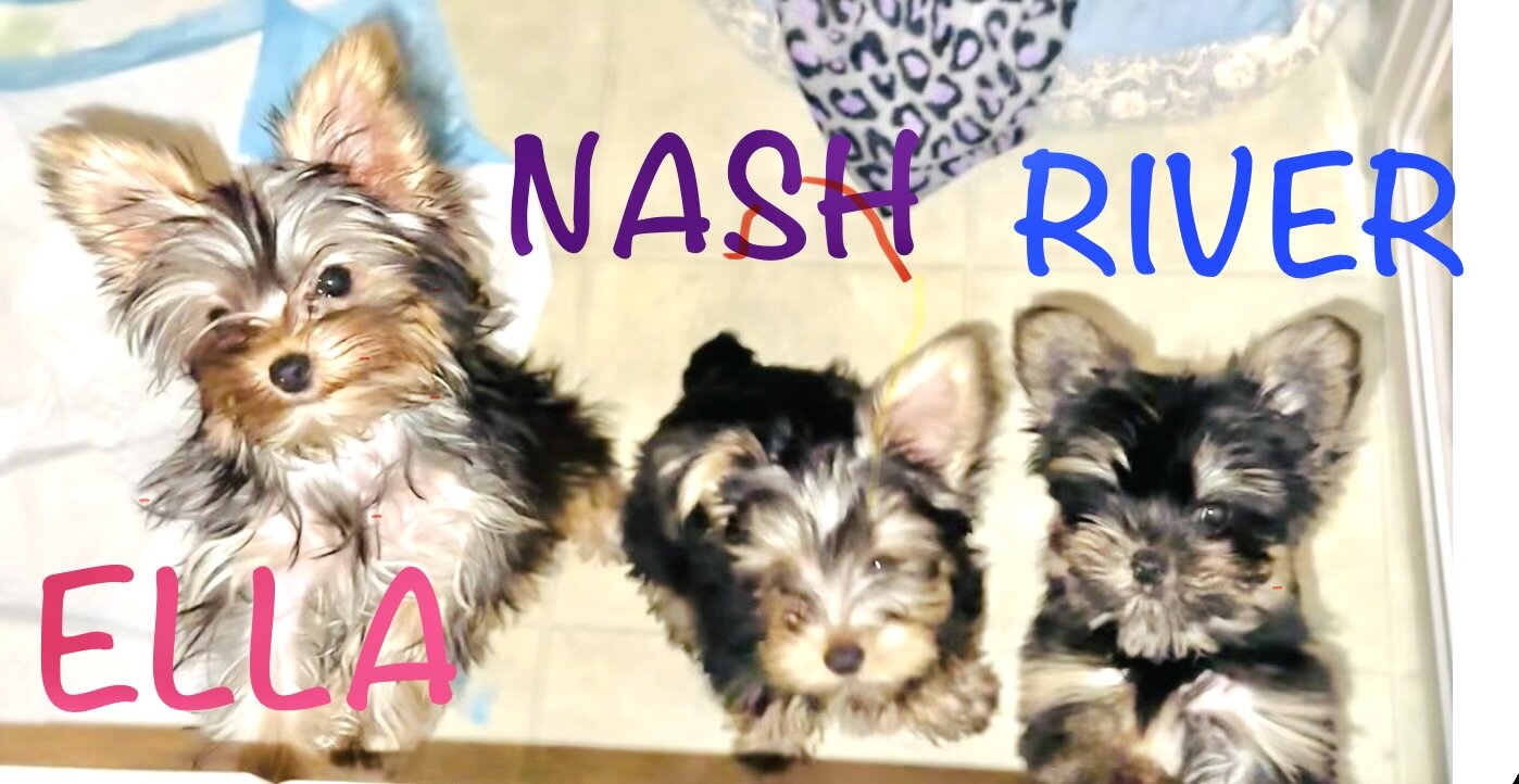 Yorkies image 3