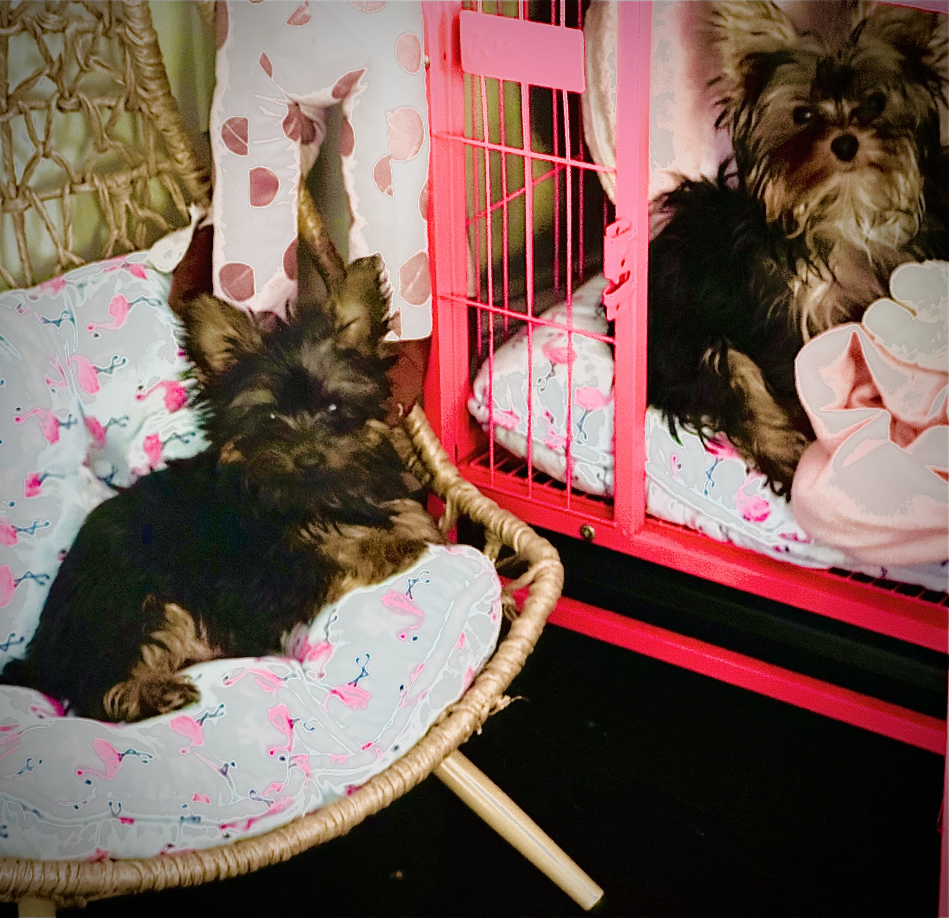 Yorkies image 2