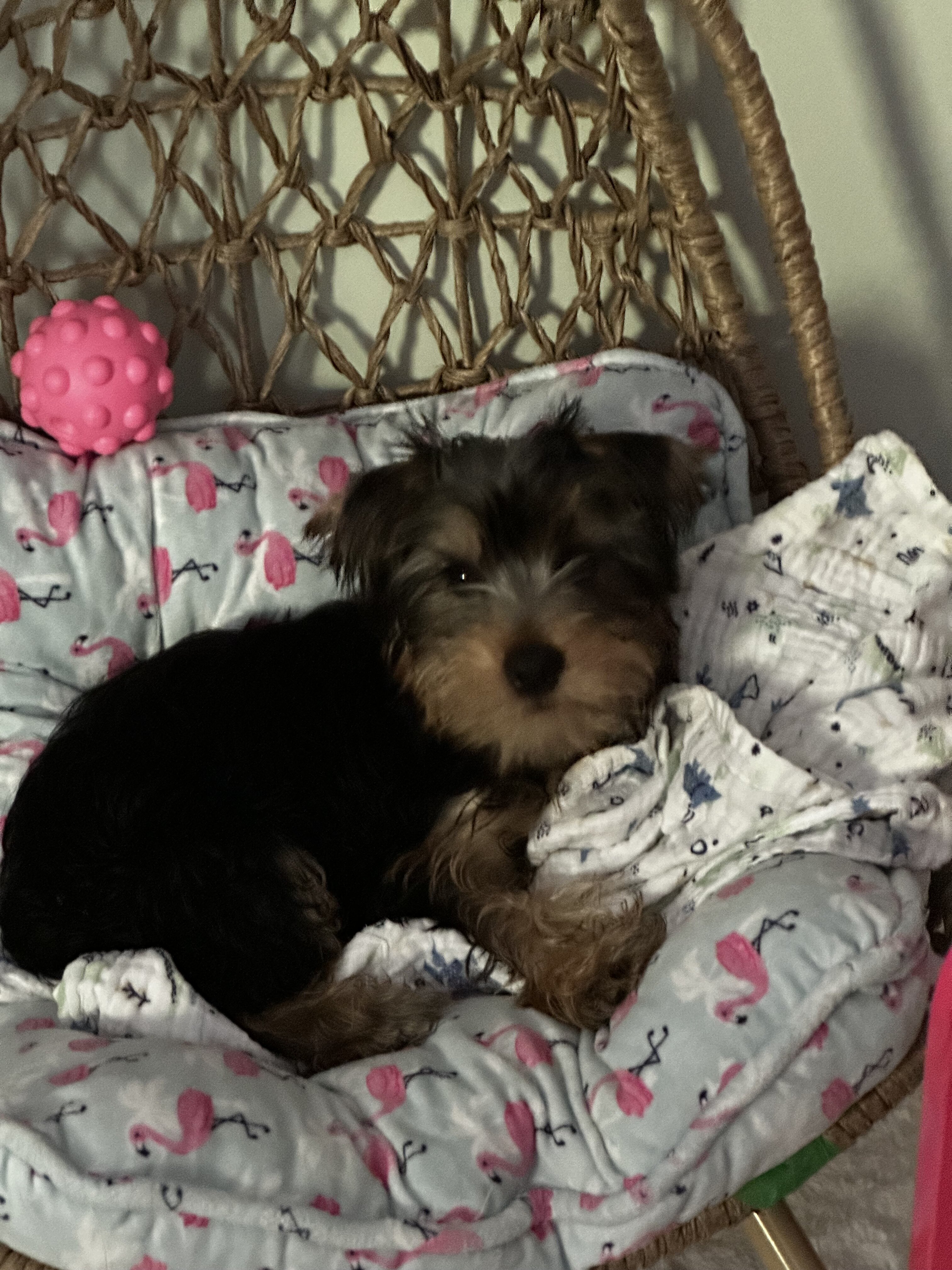 Yorkies image 1
