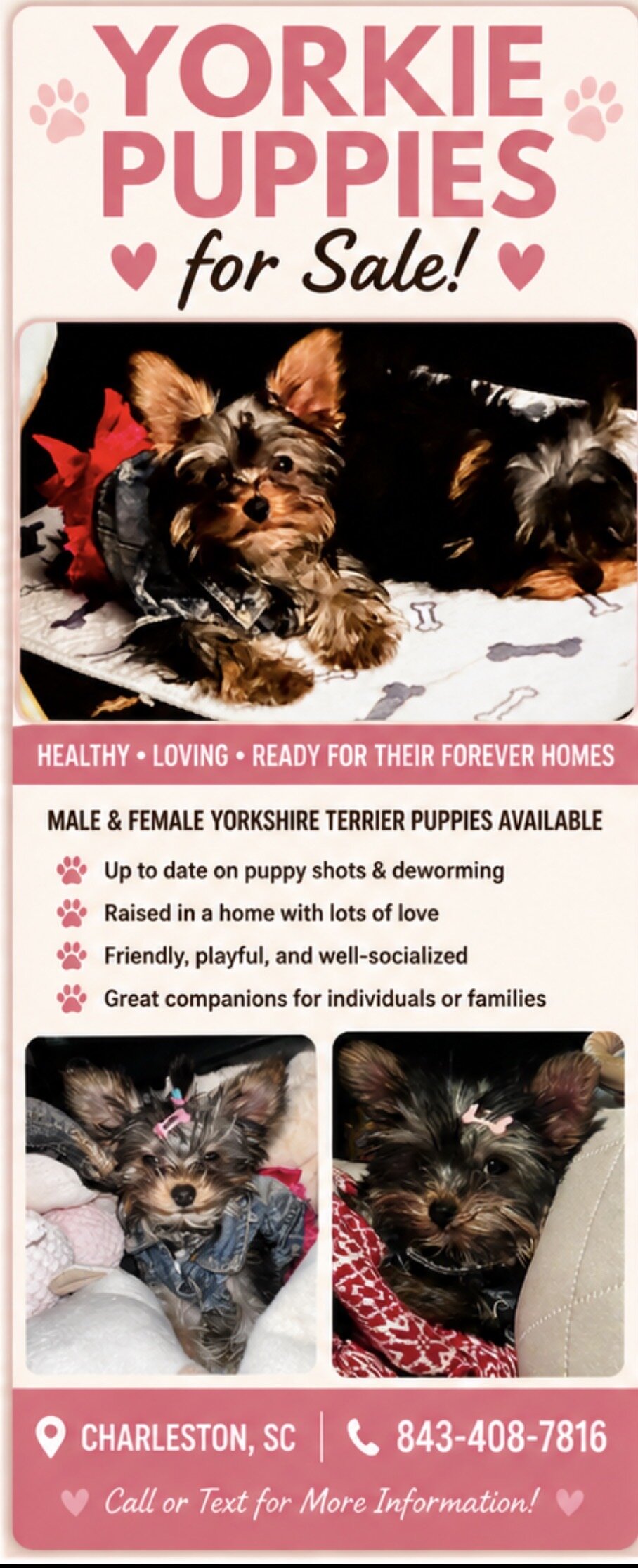 Yorkies image 8