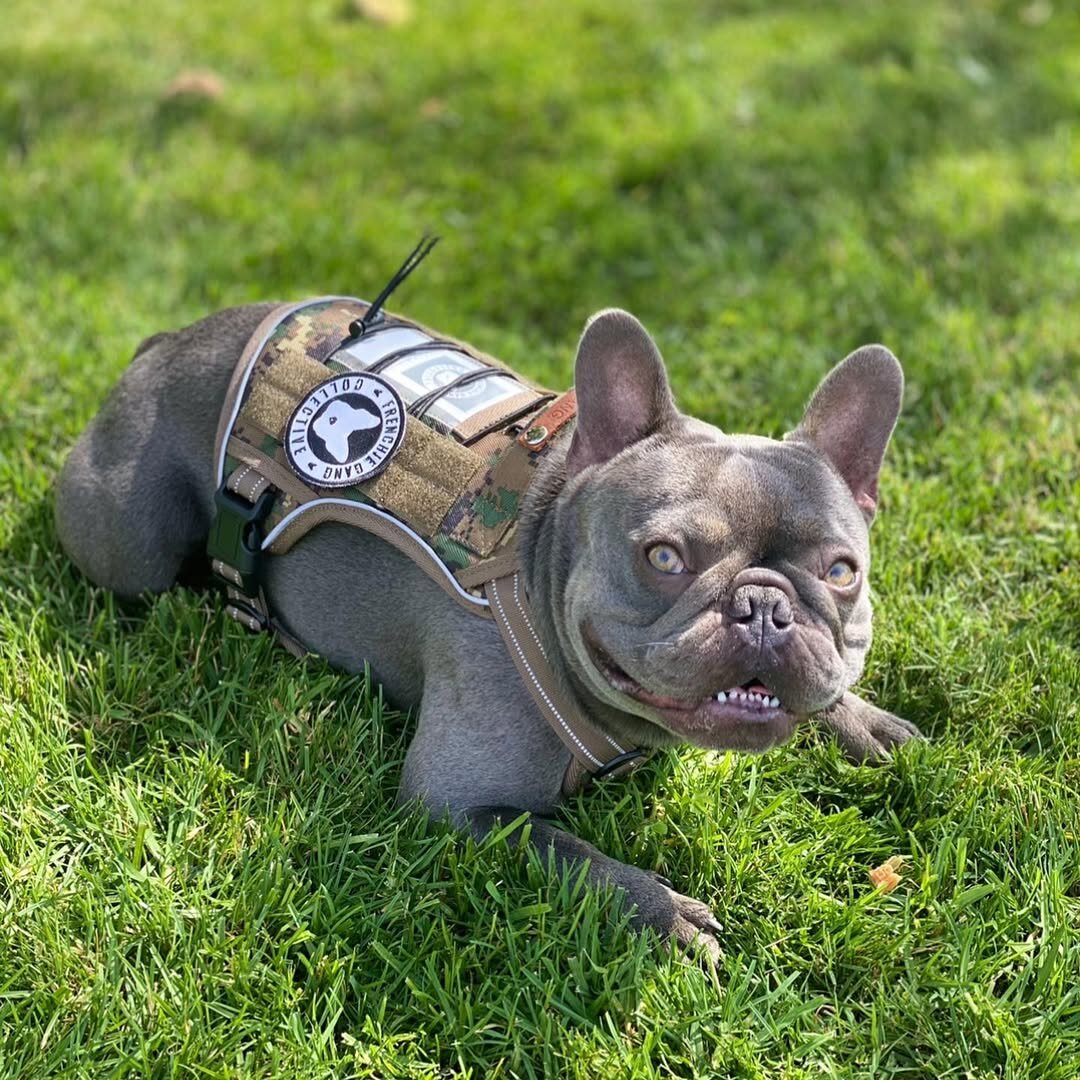 OFA Frenchie image 3