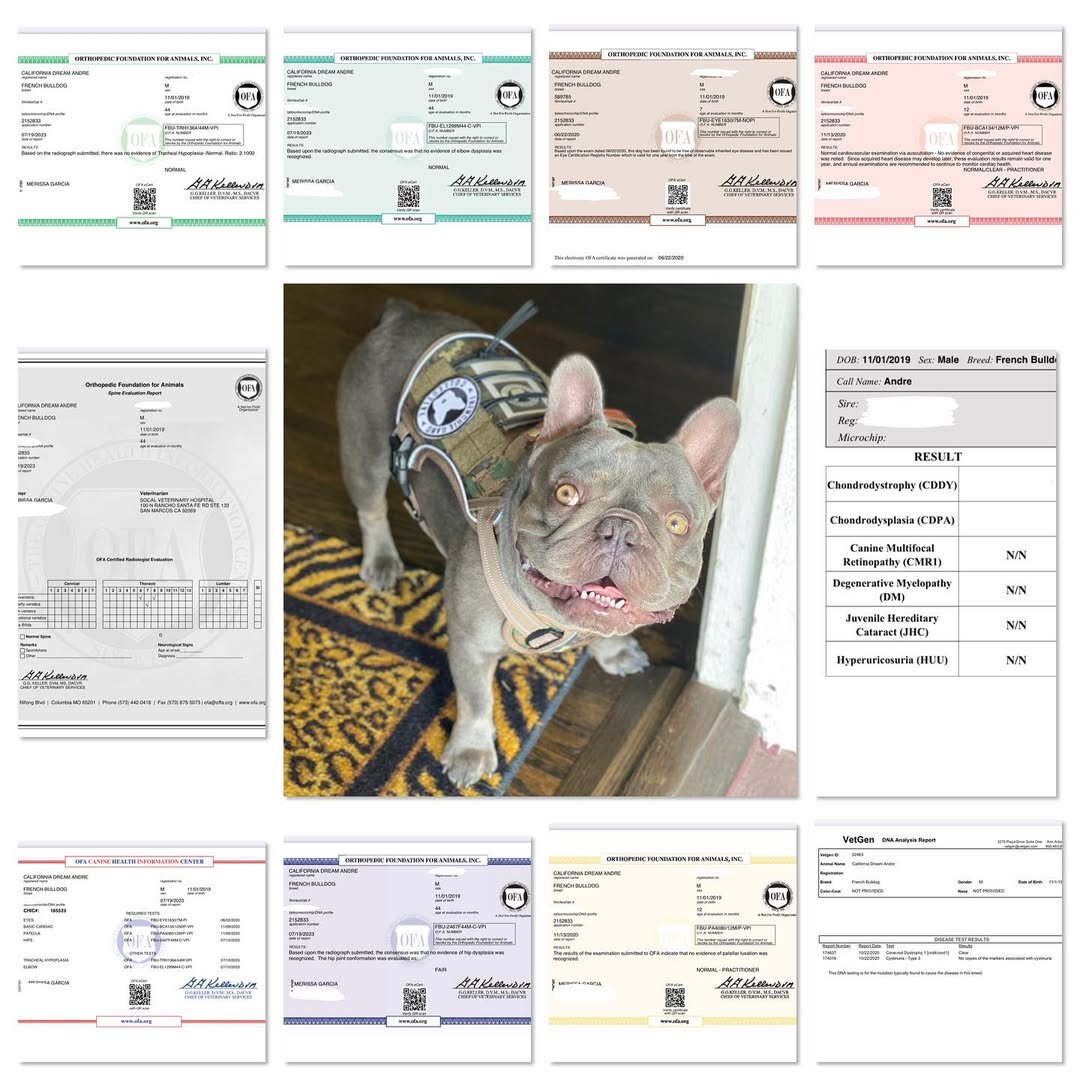 OFA Frenchie image 1