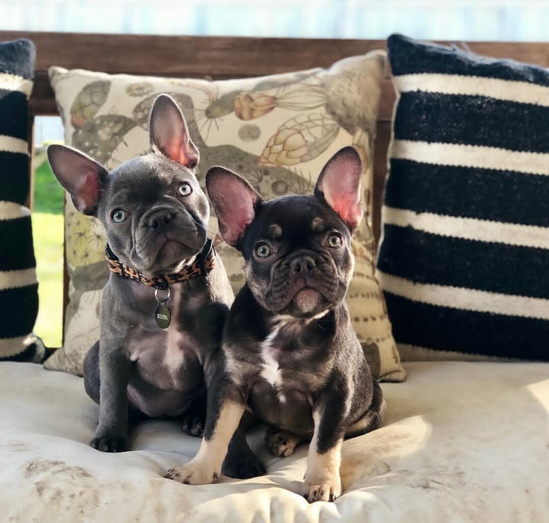 Fluffy frenchie image 2