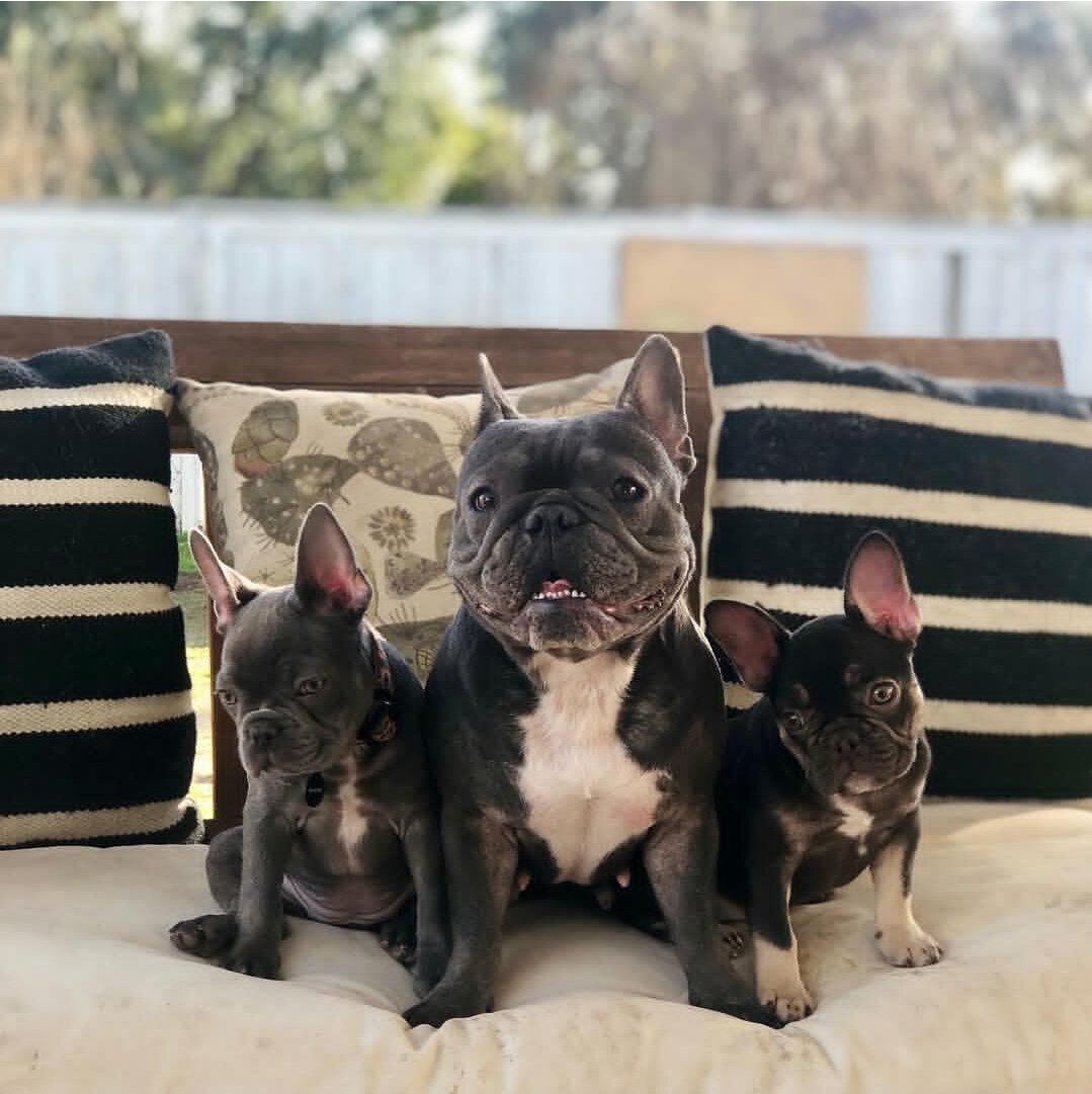 Fluffy frenchie image 3