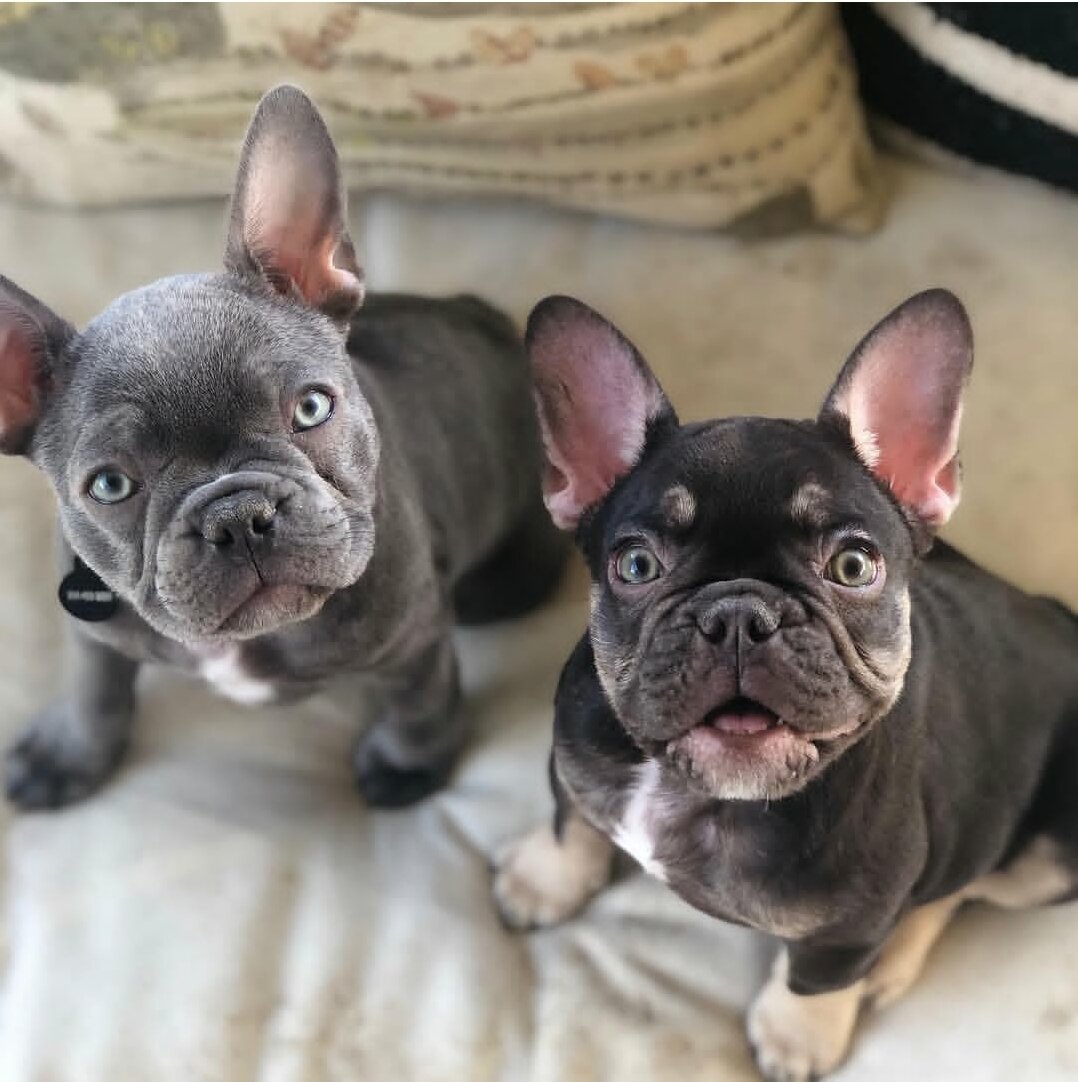 Fluffy frenchie image 4