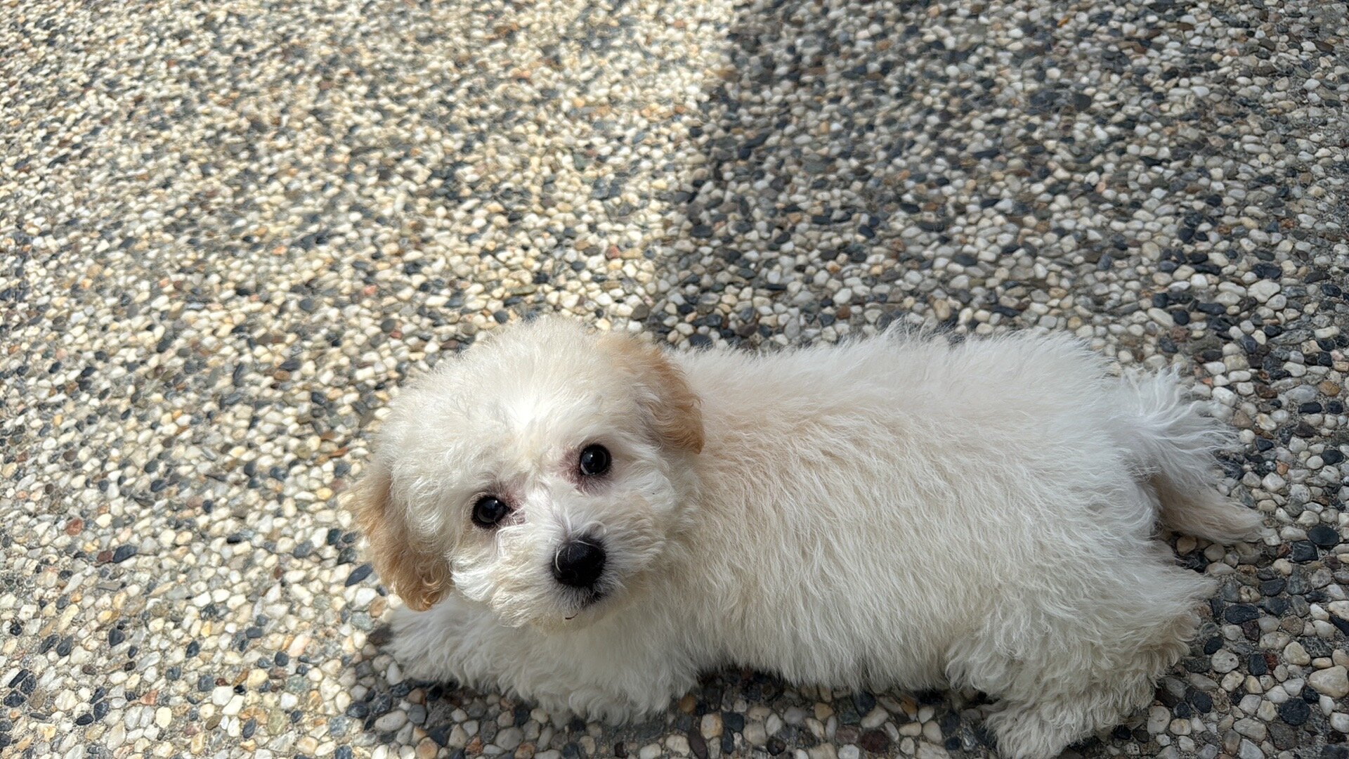 Puppy image 1