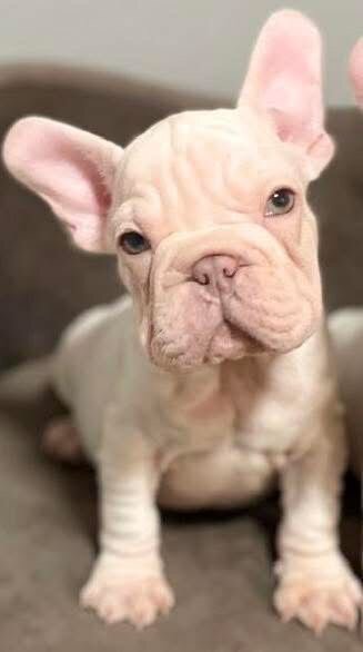 Puppies image 3