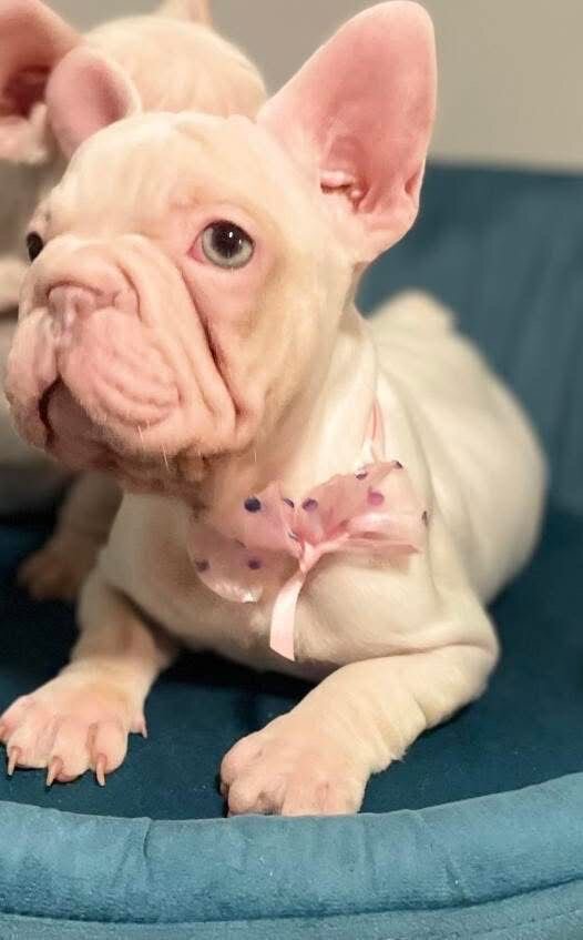 Puppies image 4