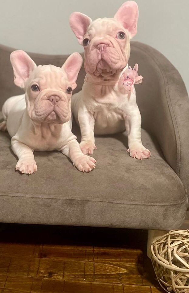 Puppies image 1