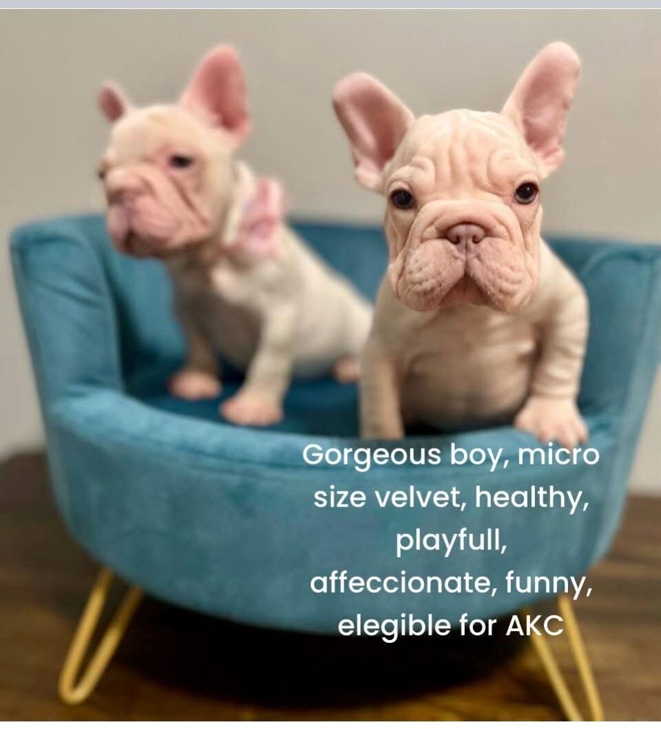 Puppies image 2
