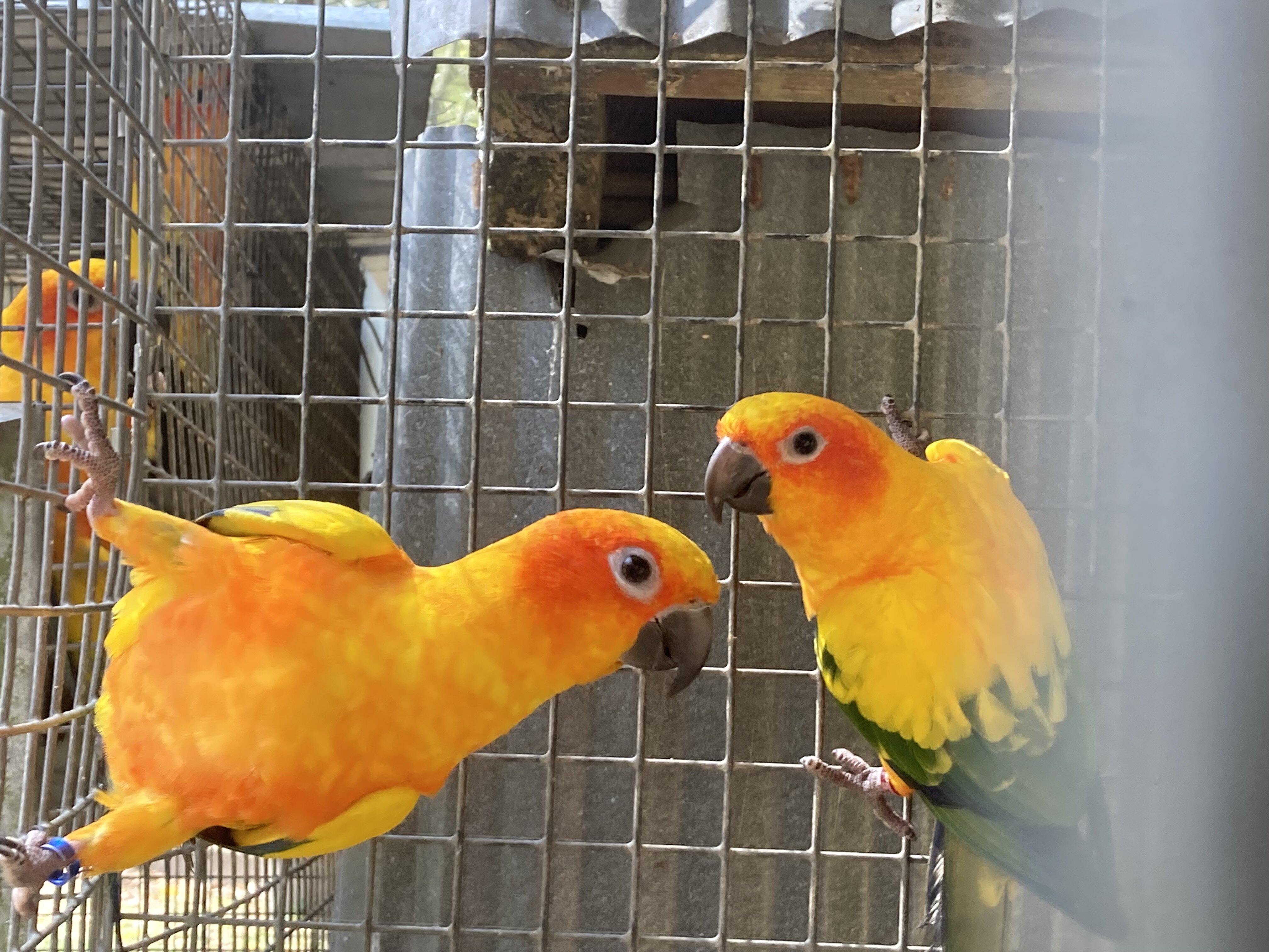Sun conures image 1