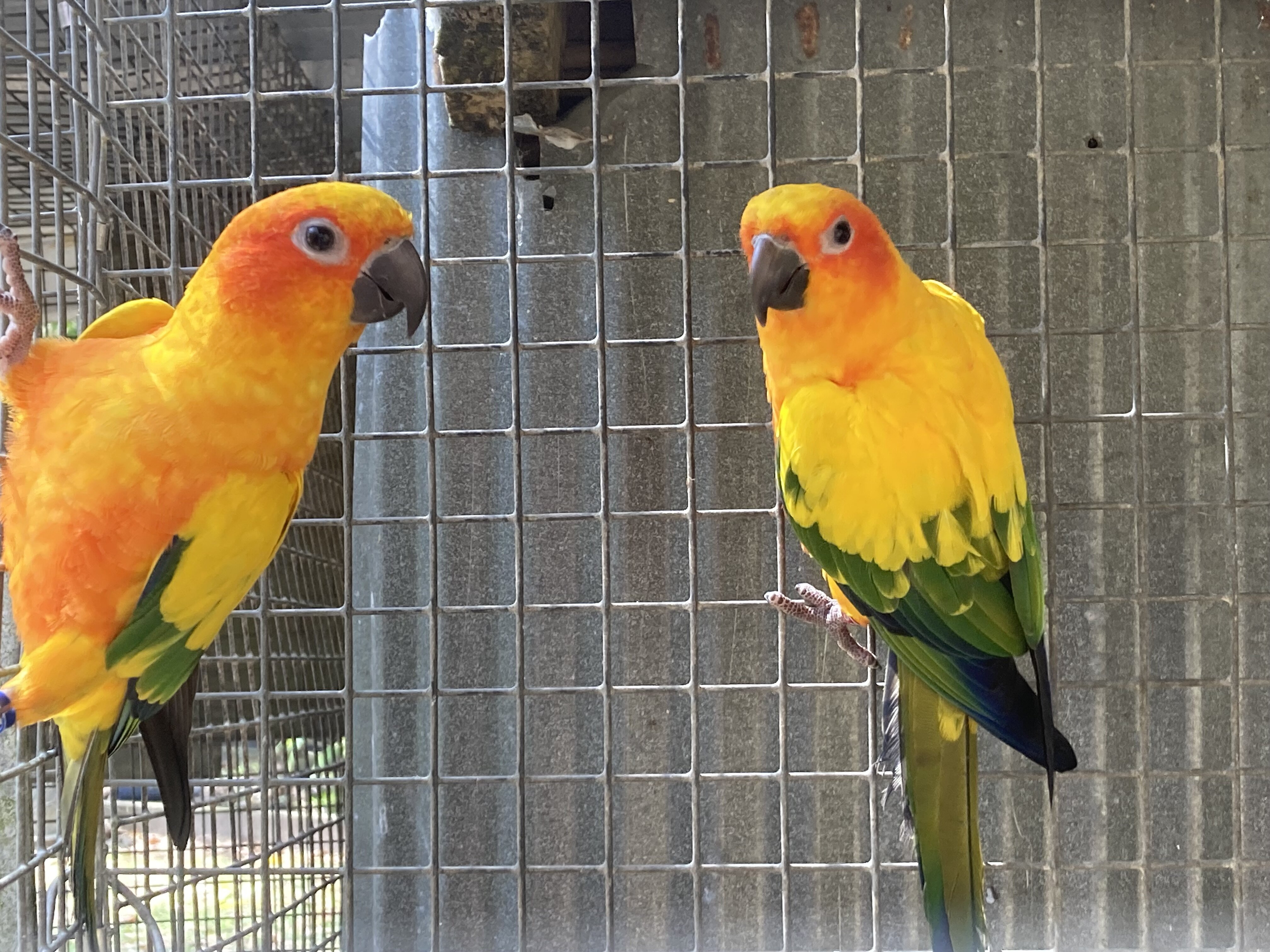 Sun conures image 2
