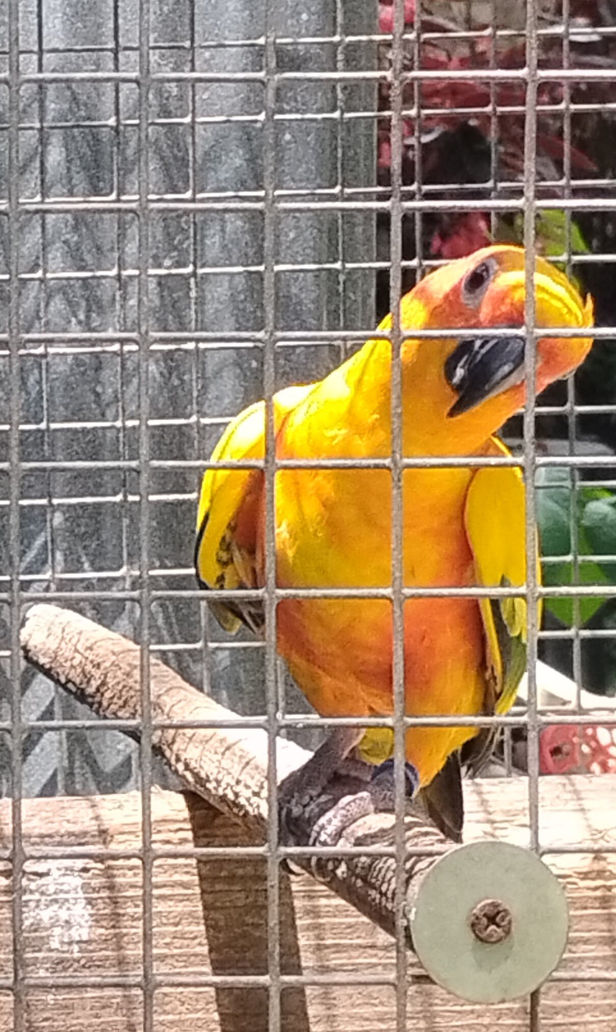 Sun conures image 3