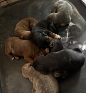 Puppies image 1