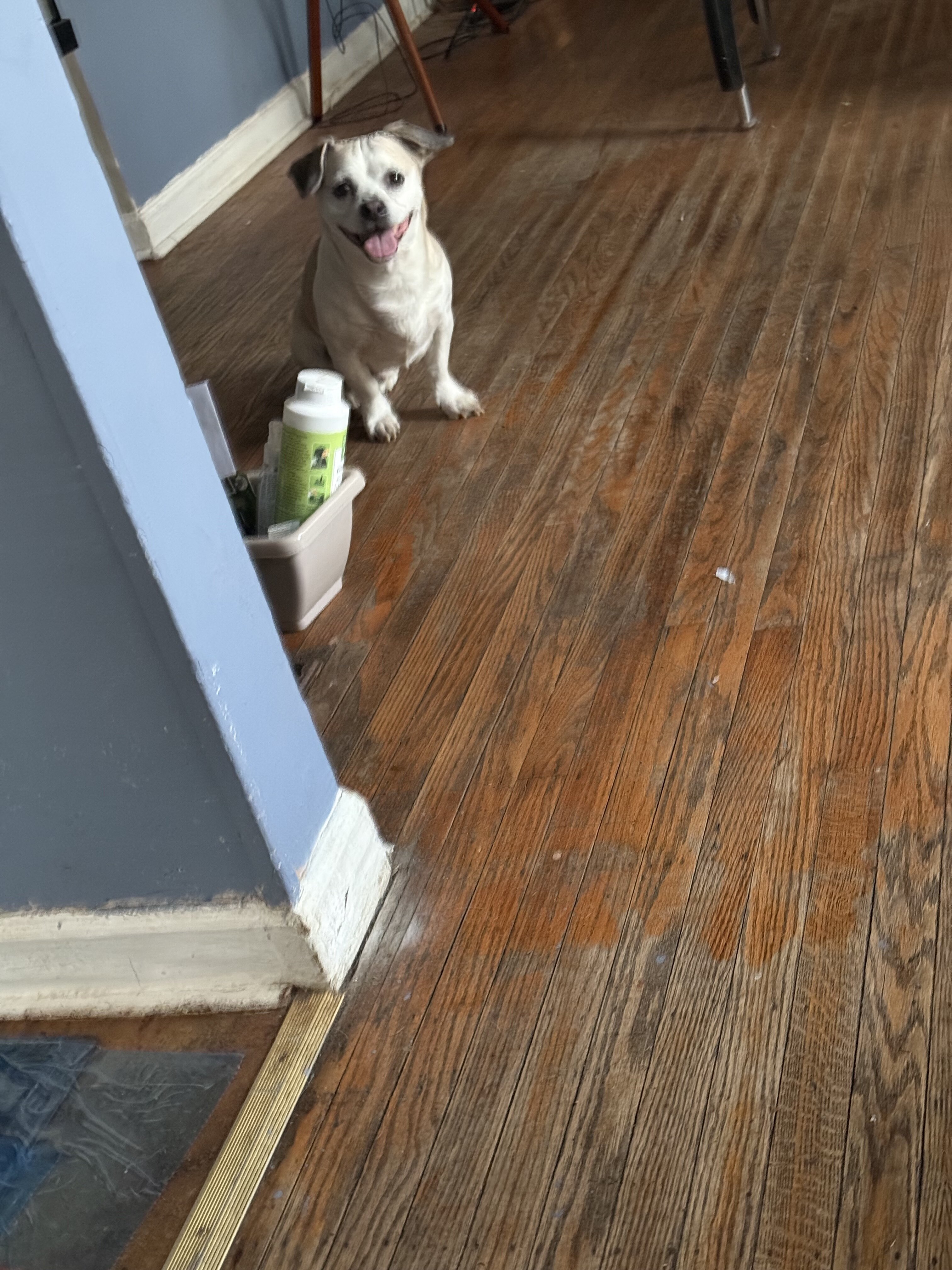 8 year Dog image 3
