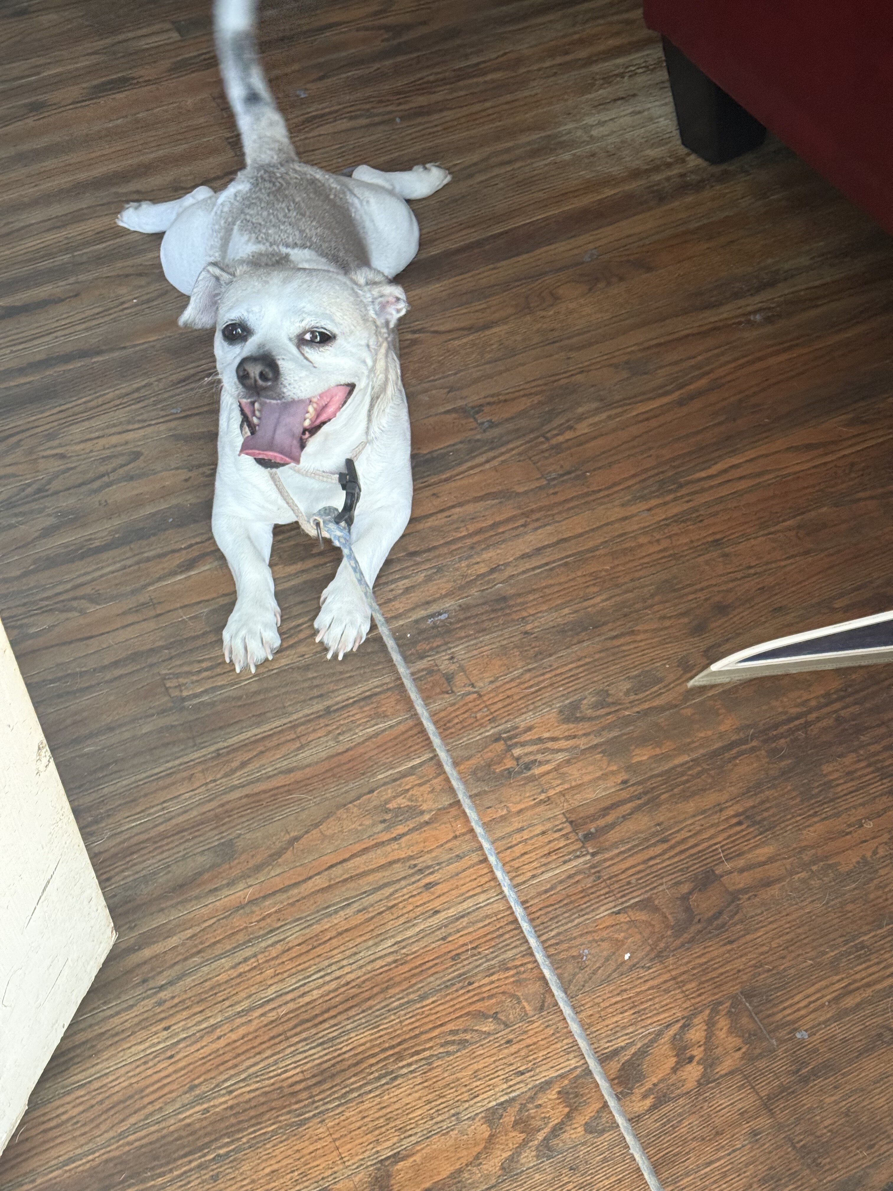 8 year Dog image 2