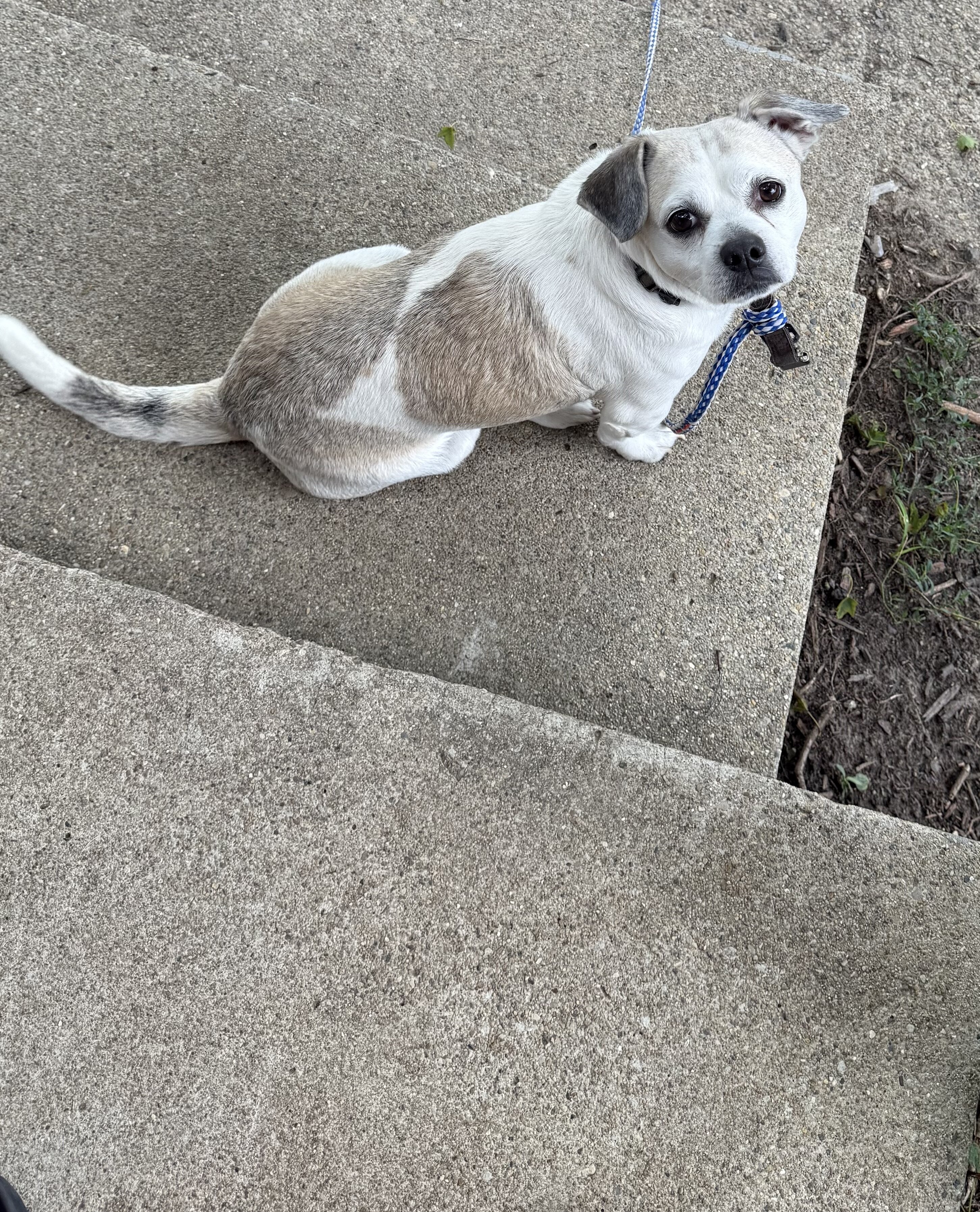 8 year Dog image 1