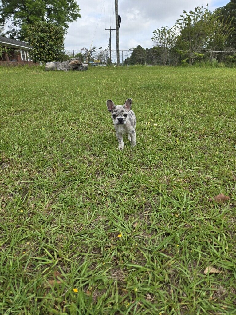 French Bulldog image 2