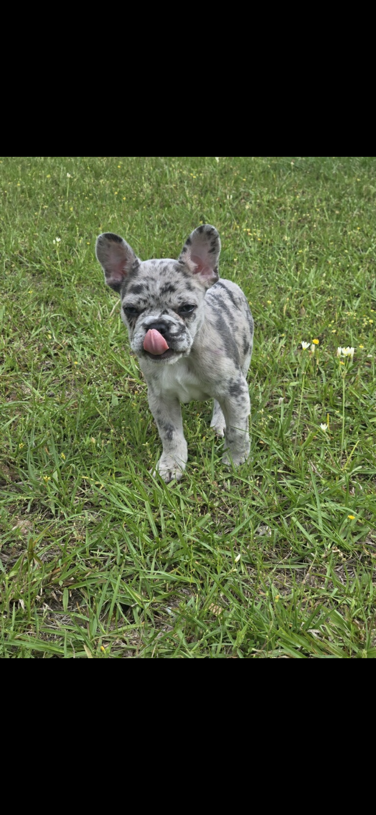 French Bulldog image 1