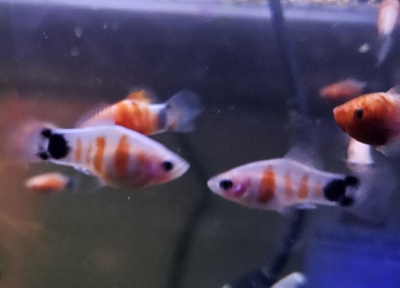 VERY Rare Tiger Striped Mickey Mouse Platy image 8