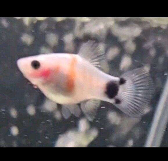 VERY Rare Tiger Striped Mickey Mouse Platy image 2