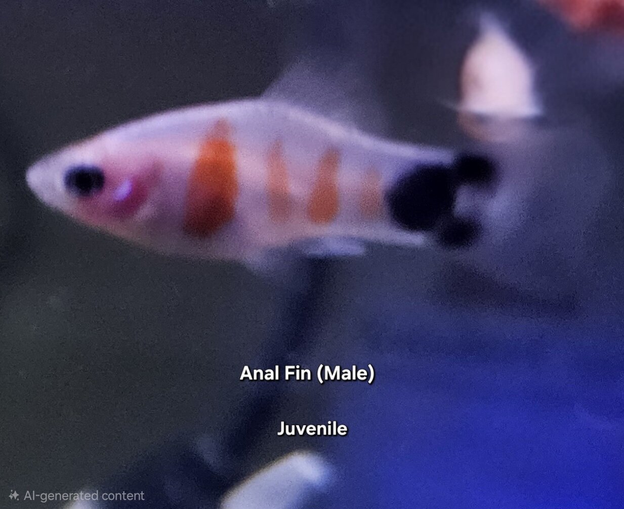 VERY Rare Tiger Striped Mickey Mouse Platy image 4