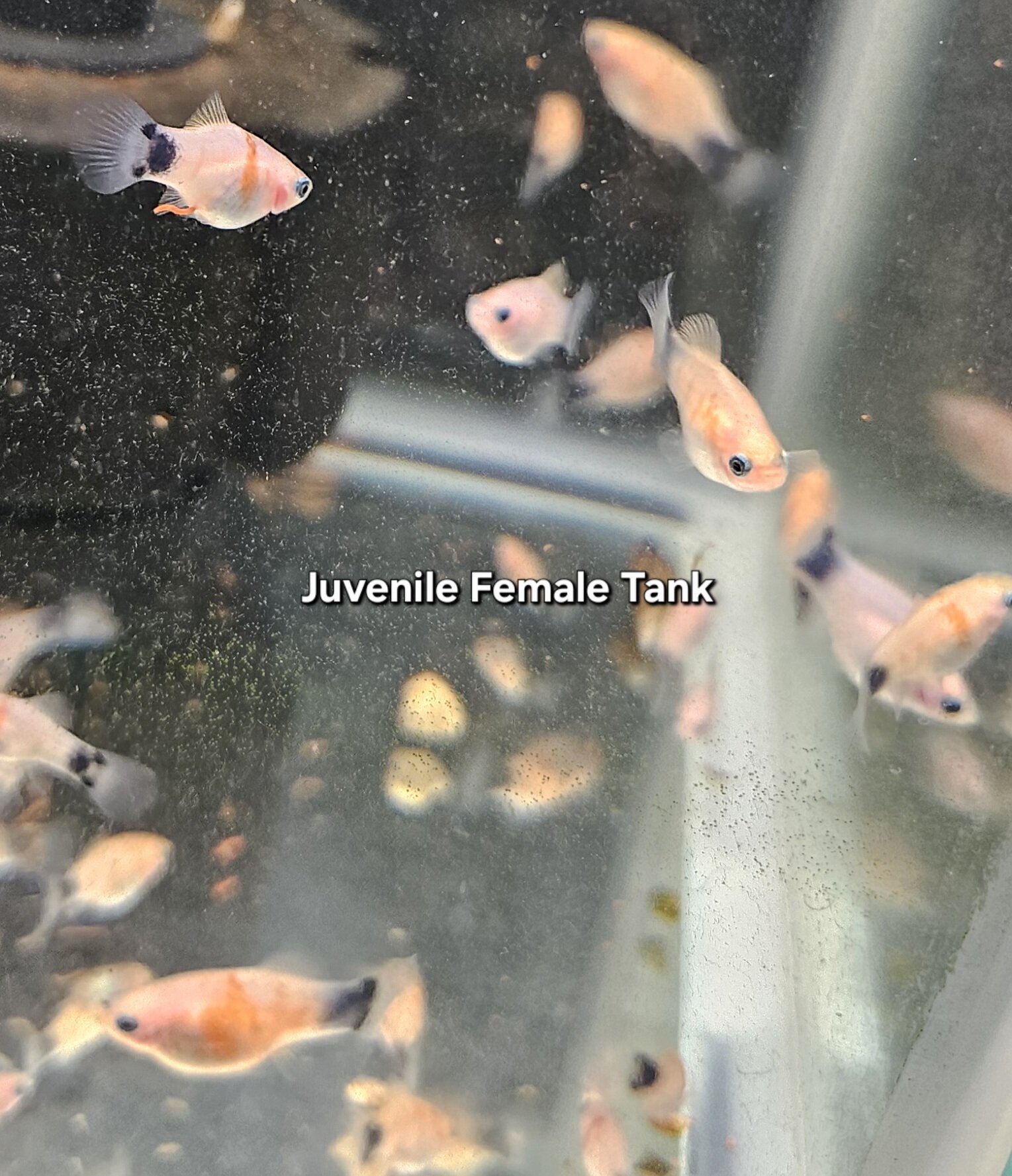 VERY Rare Tiger Striped Mickey Mouse Platy image 3