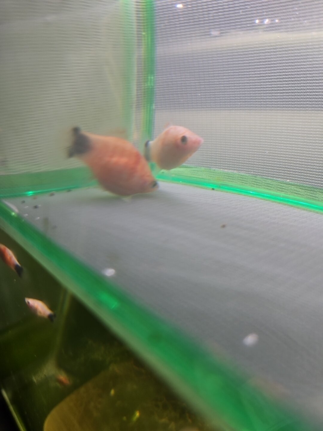 VERY Rare Tiger Striped Mickey Mouse Platy image 1