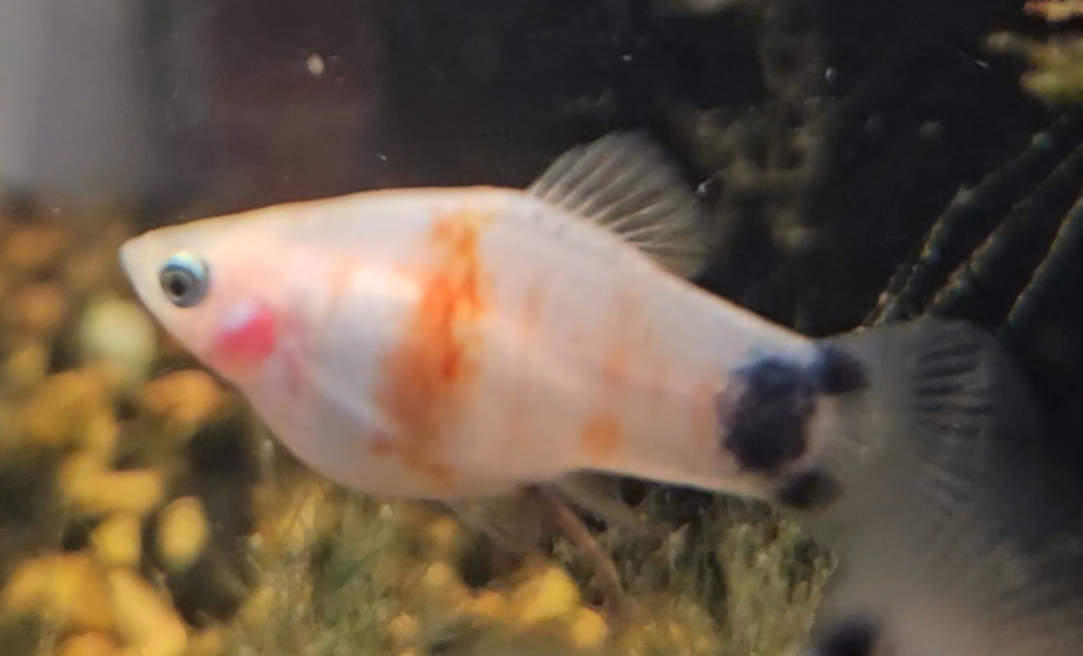VERY Rare Tiger Striped Mickey Mouse Platy image 6