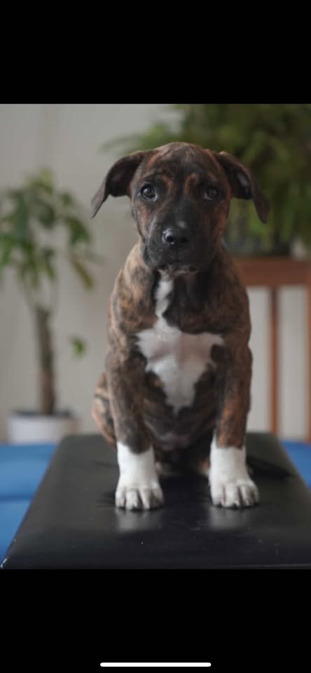 mix pups (bandog) image 3