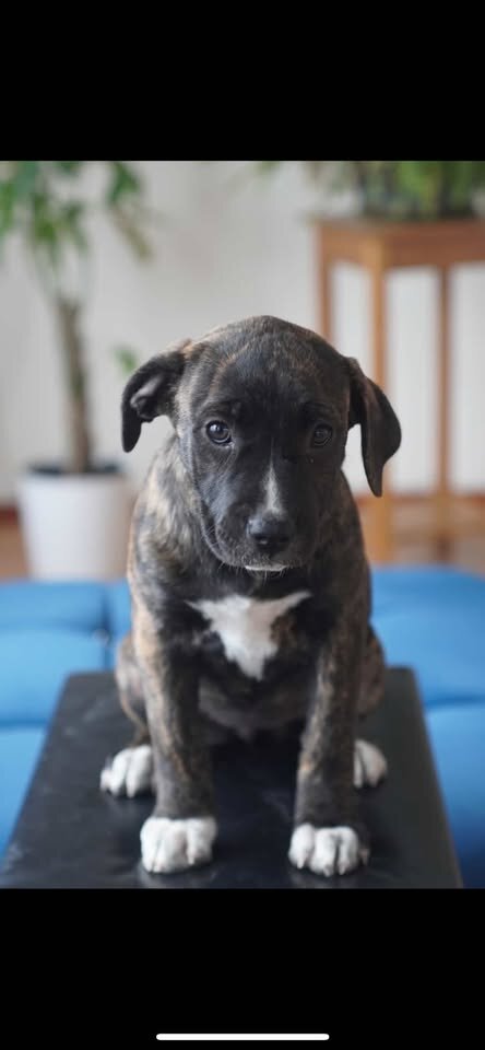 mix pups (bandog) image 2
