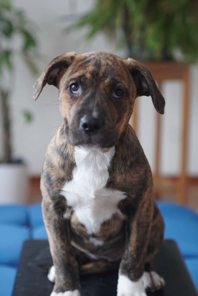 mix pups (bandog) image 5