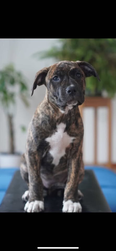 mix pups (bandog) image 4