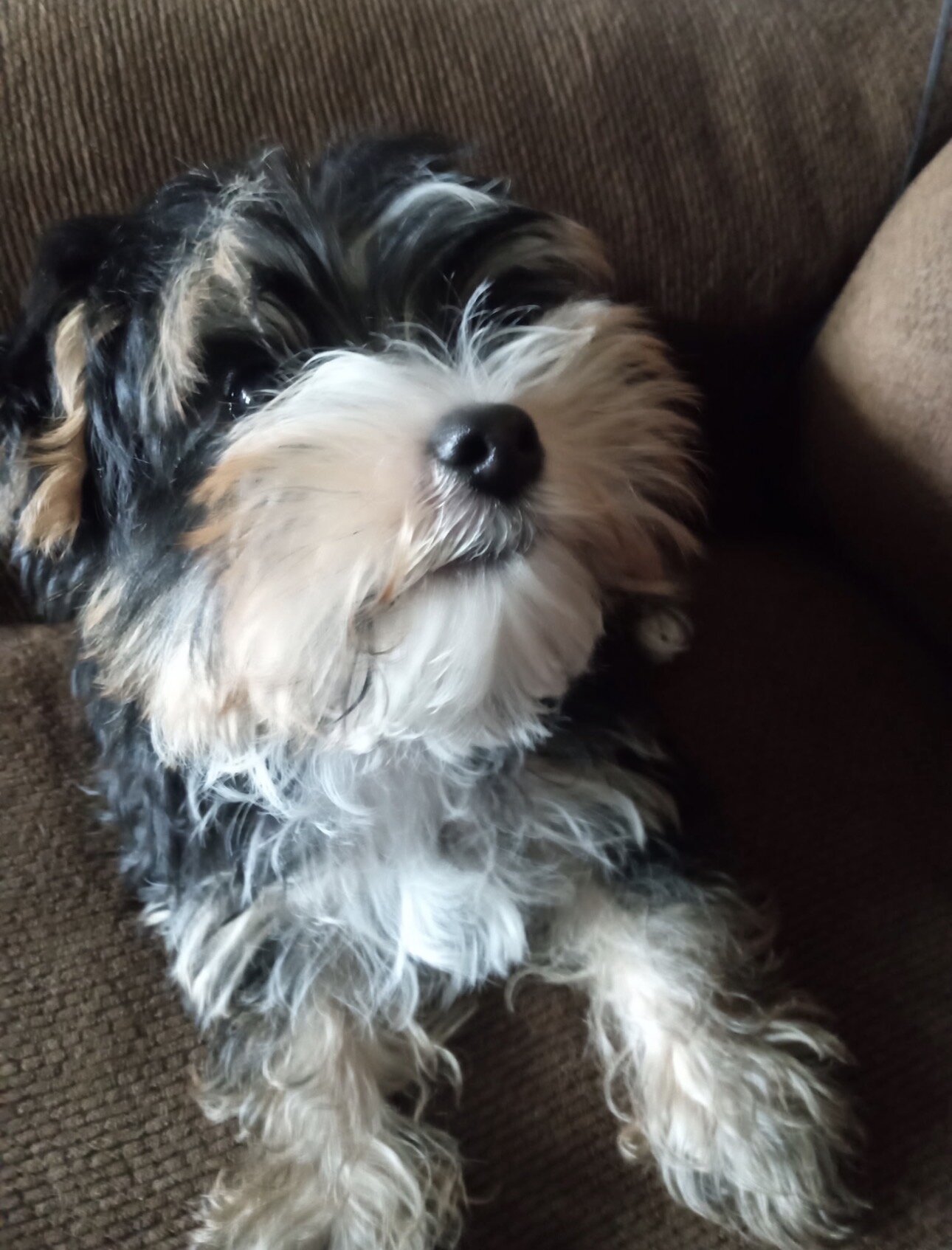 Yorkshire Terrier Male Puppy image 1