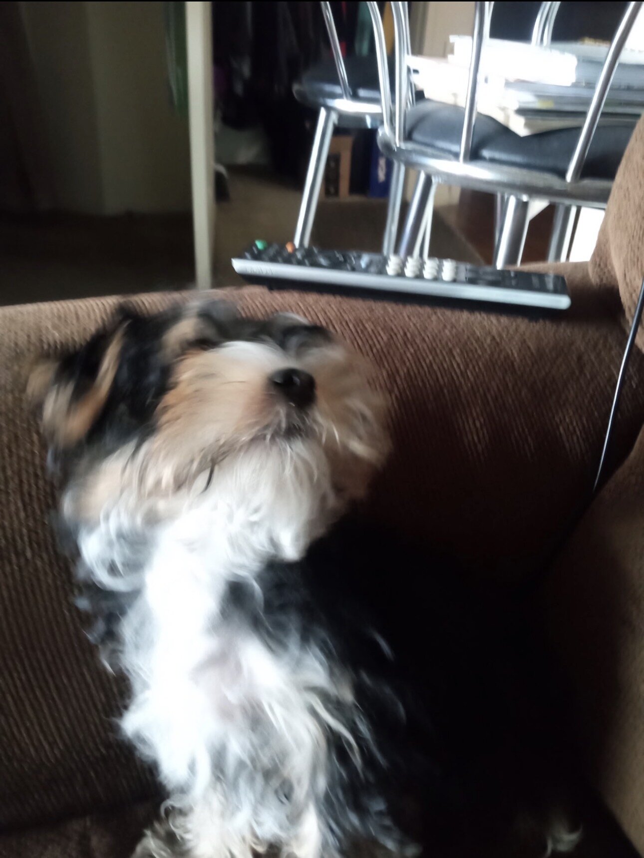 Yorkshire Terrier Male Puppy image 2