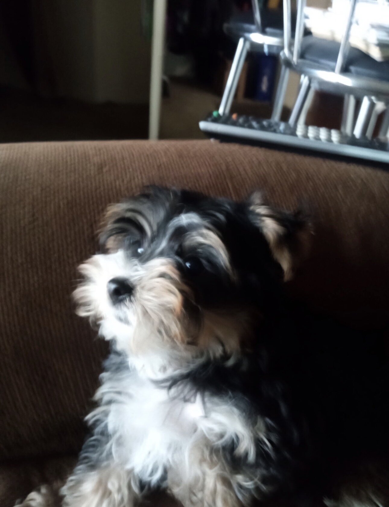 Yorkshire Terrier Male Puppy image 3