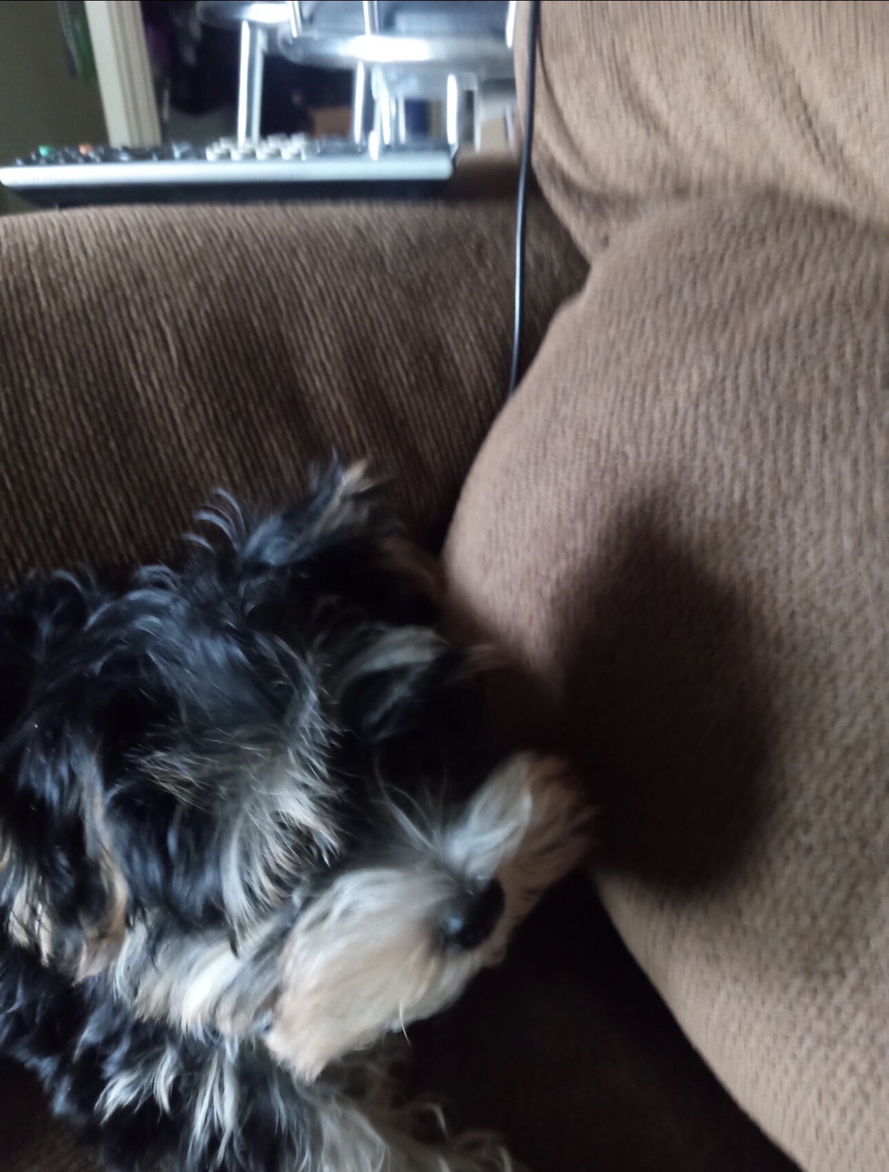 Yorkshire Terrier Male Puppy image 4