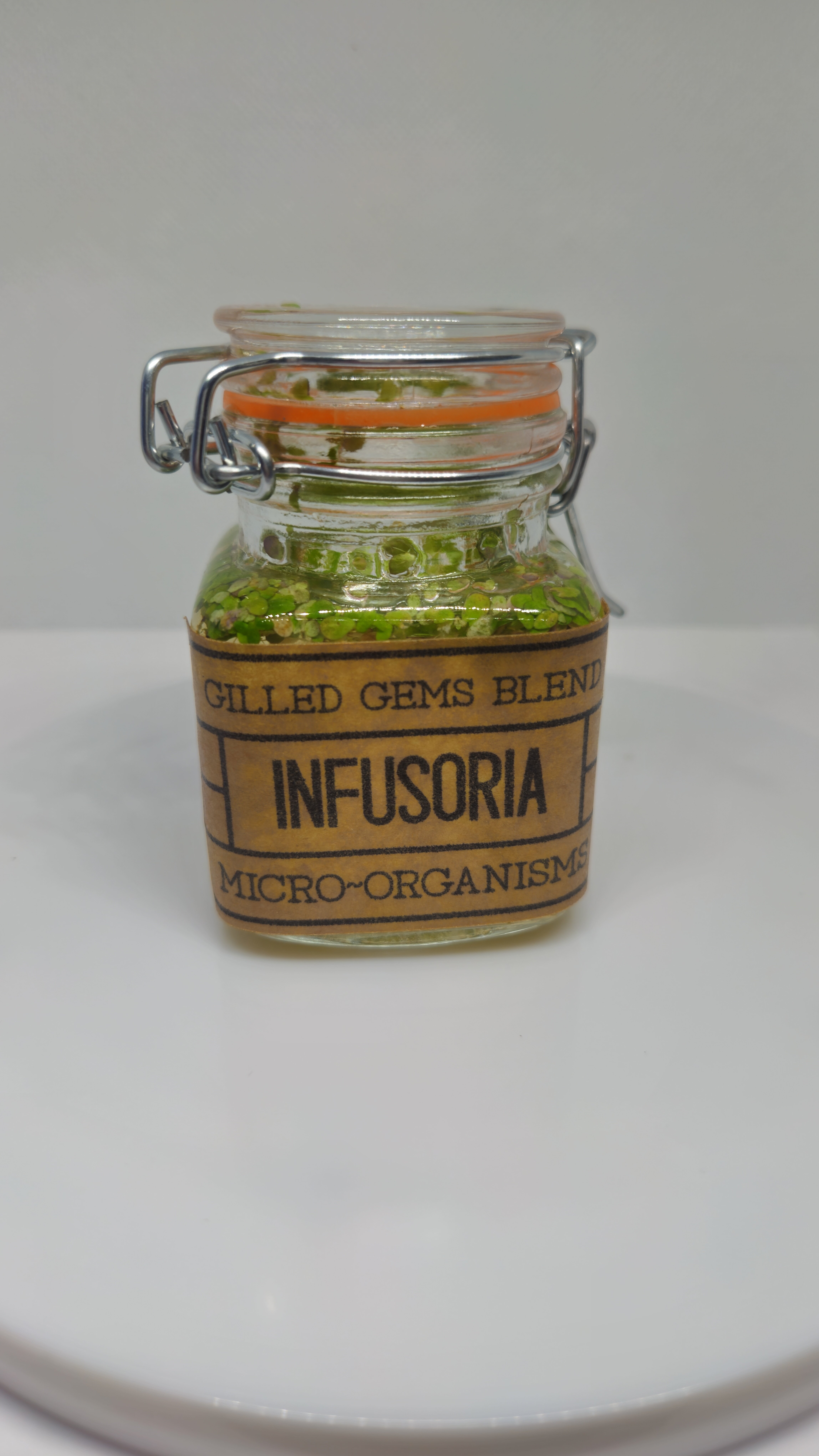 24' Baby fry food microfauna culture Infusoria image 6