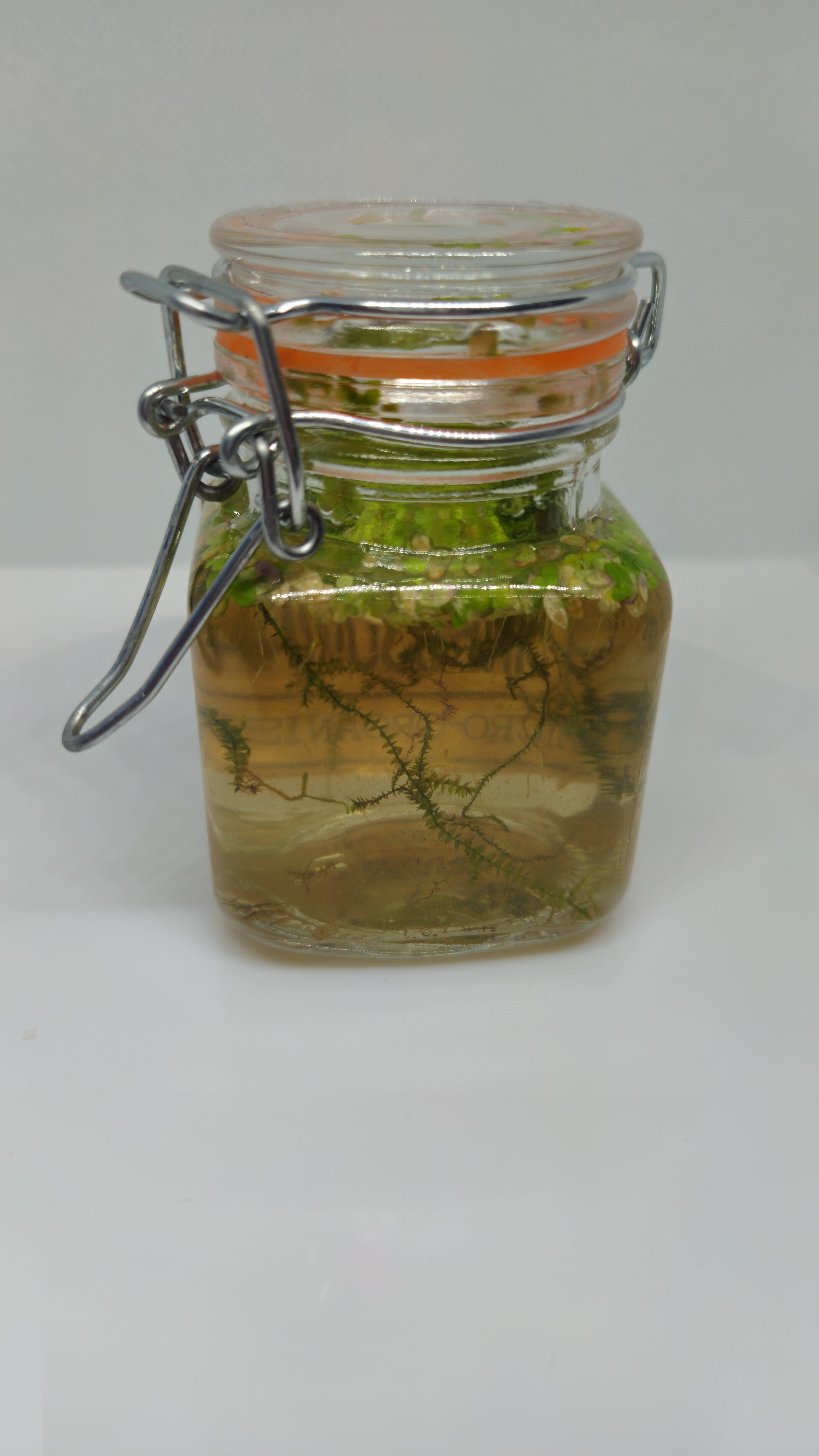 24' Baby fry food microfauna culture Infusoria image 5