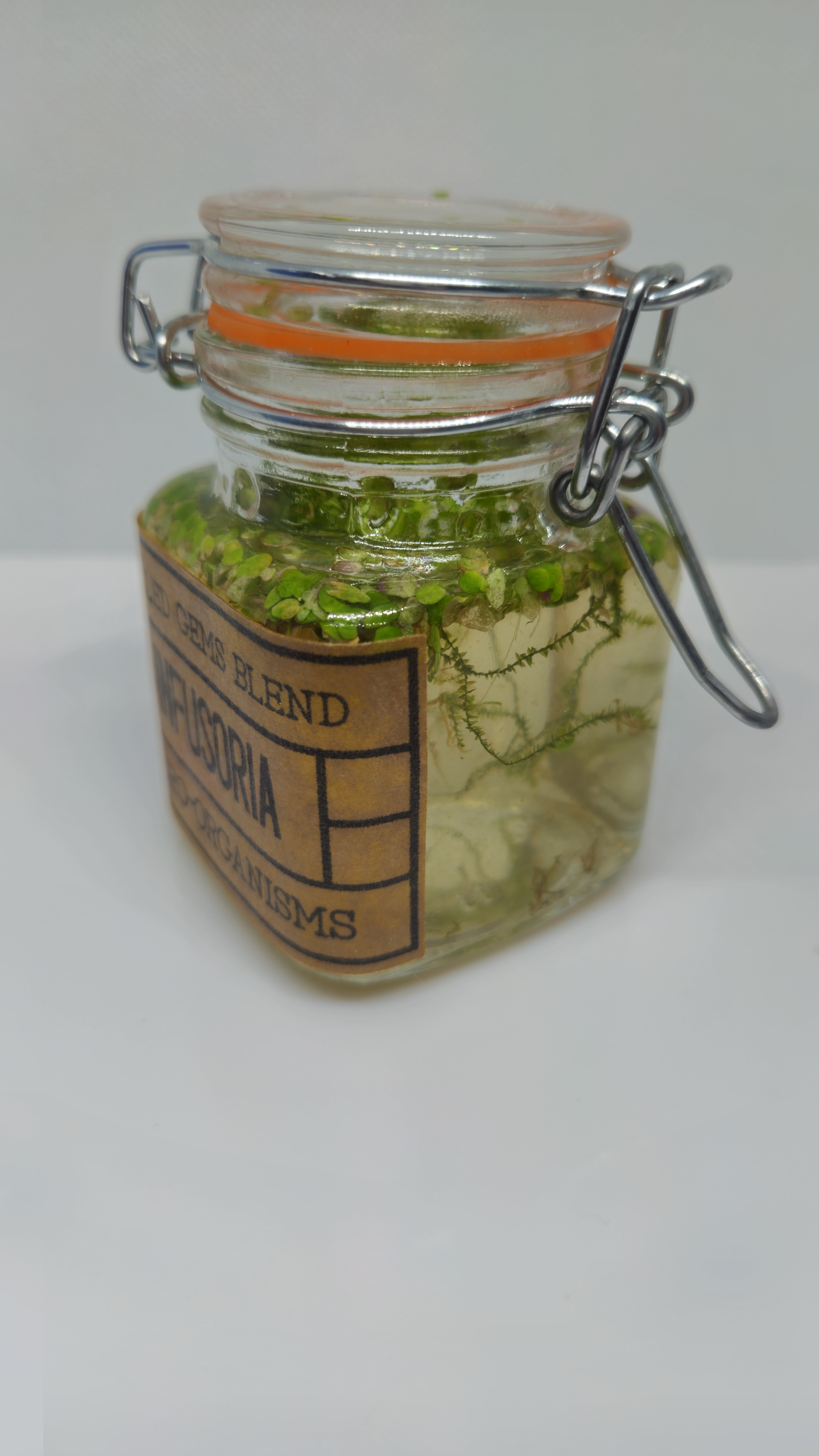 24' Baby fry food microfauna culture Infusoria image 4