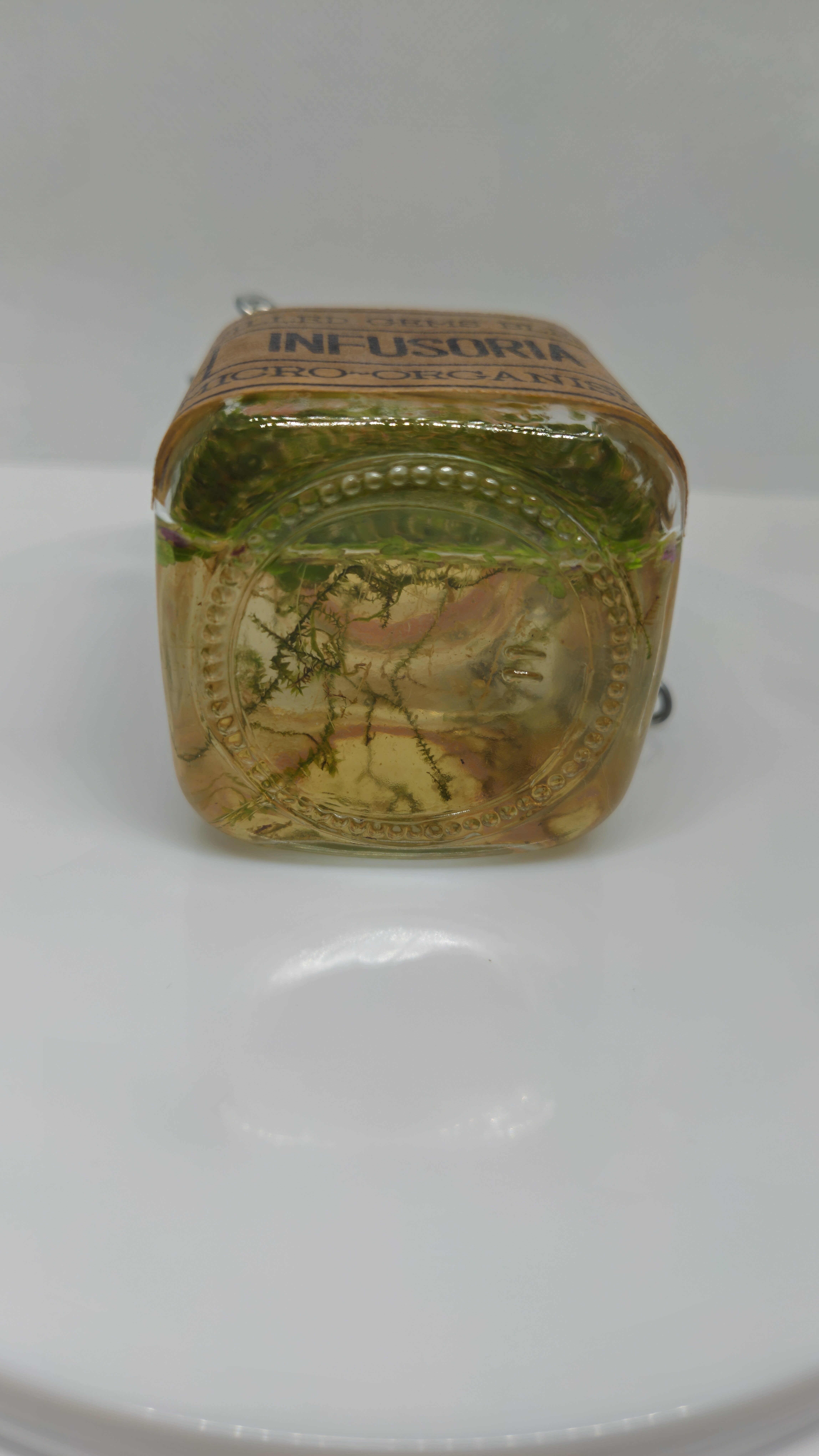 24' Baby fry food microfauna culture Infusoria image 3
