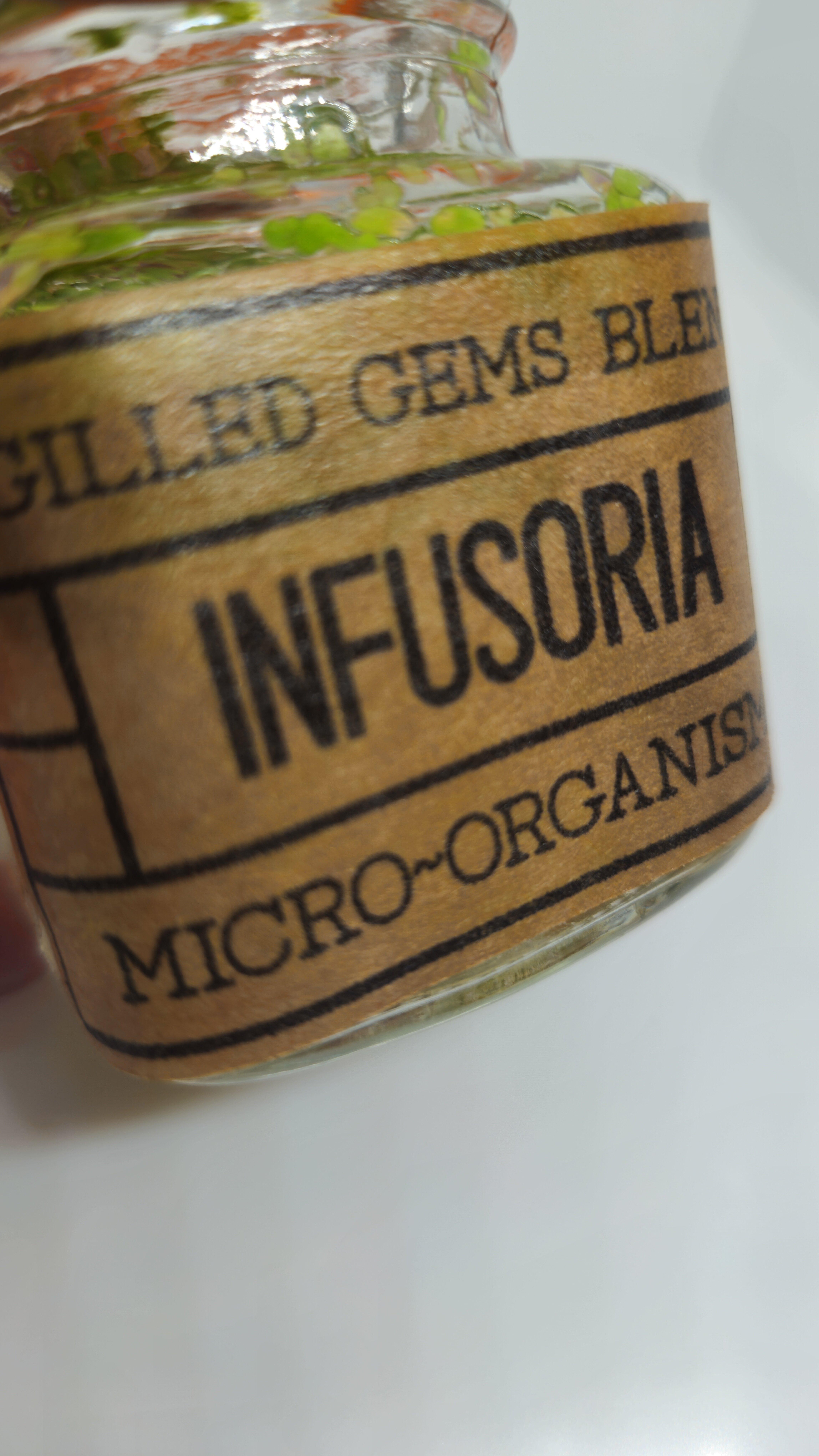 24' Baby fry food microfauna culture Infusoria image 1