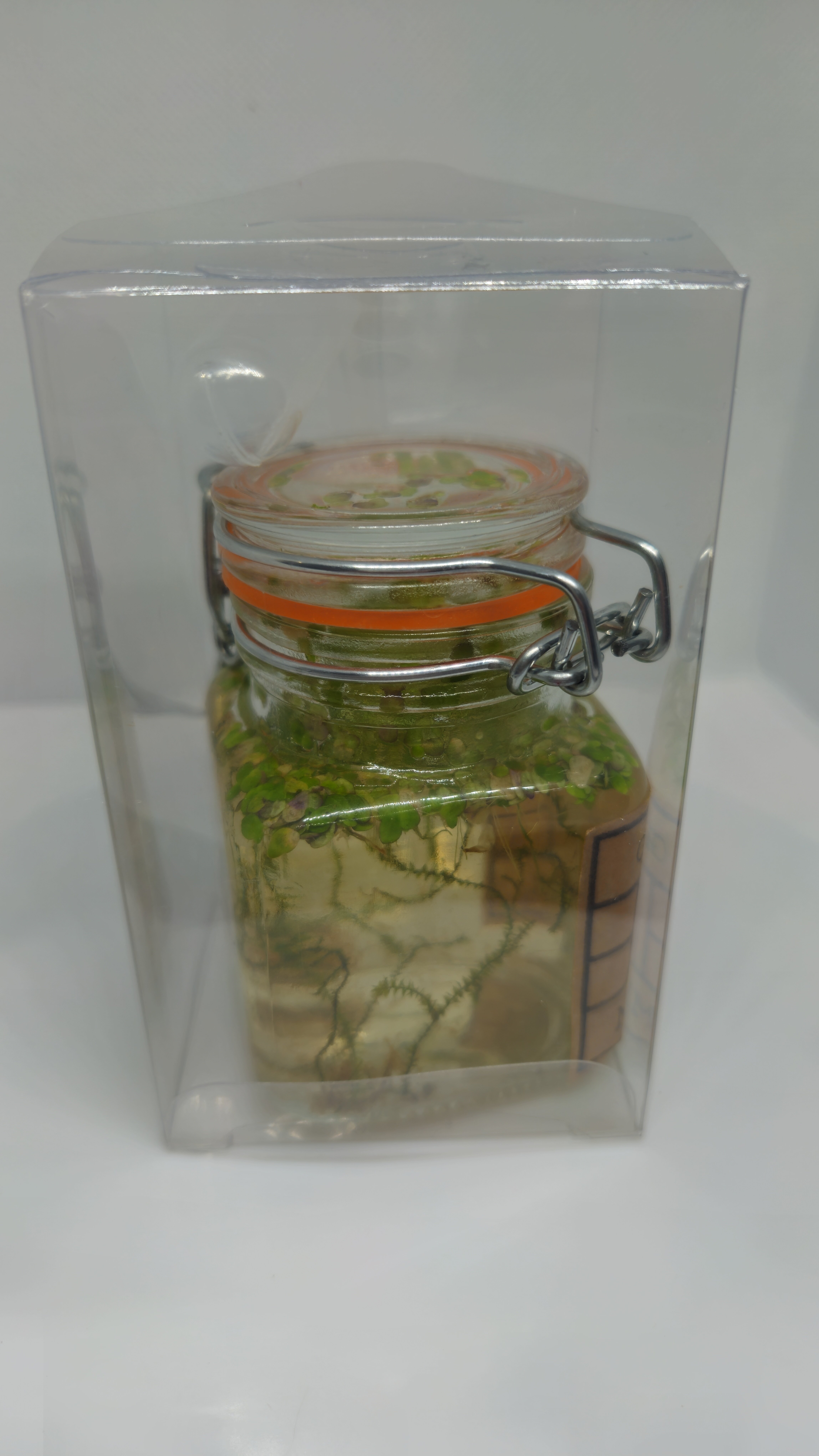 24' Baby fry food microfauna culture Infusoria image 7
