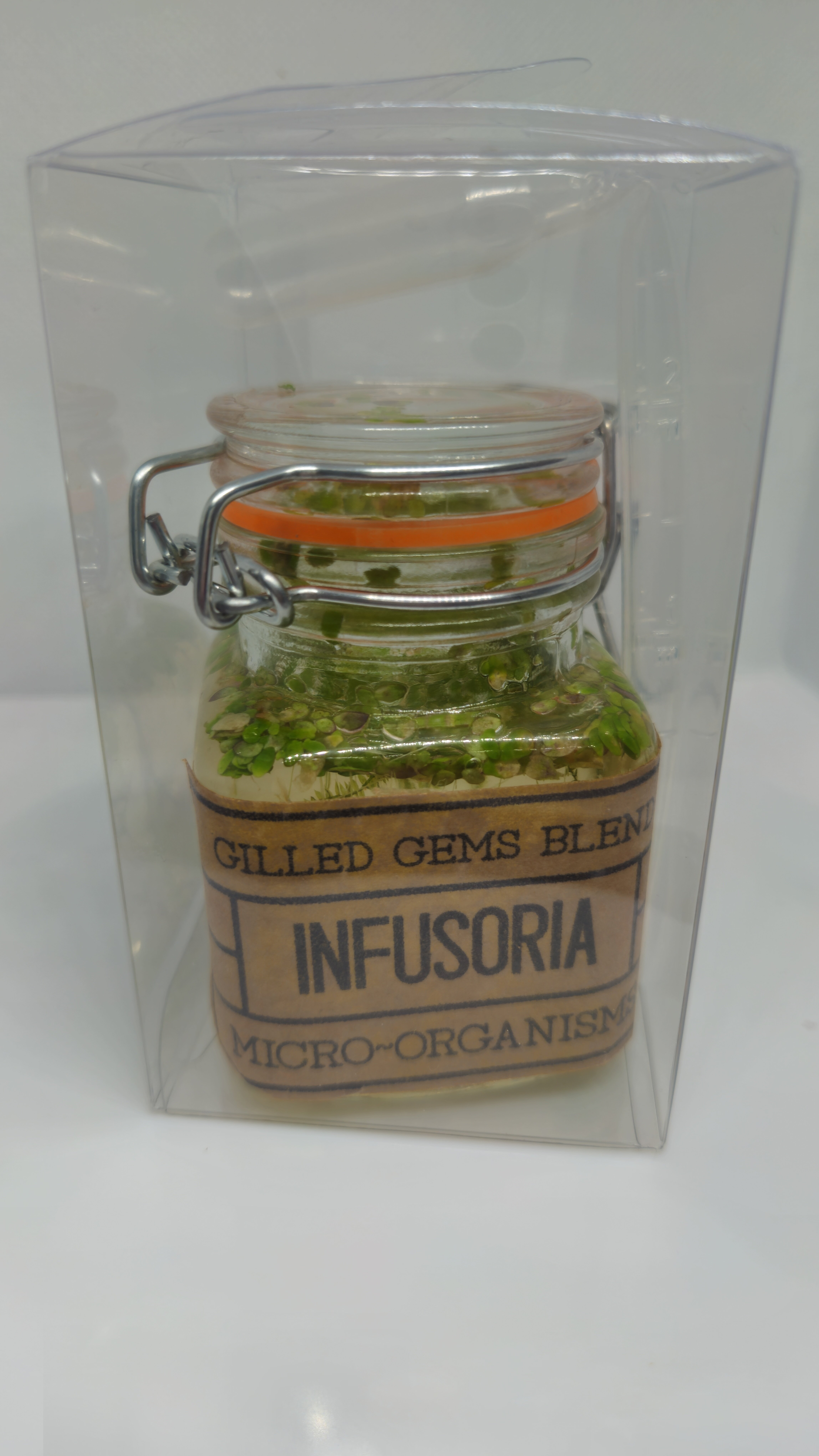 24' Baby fry food microfauna culture Infusoria image 8